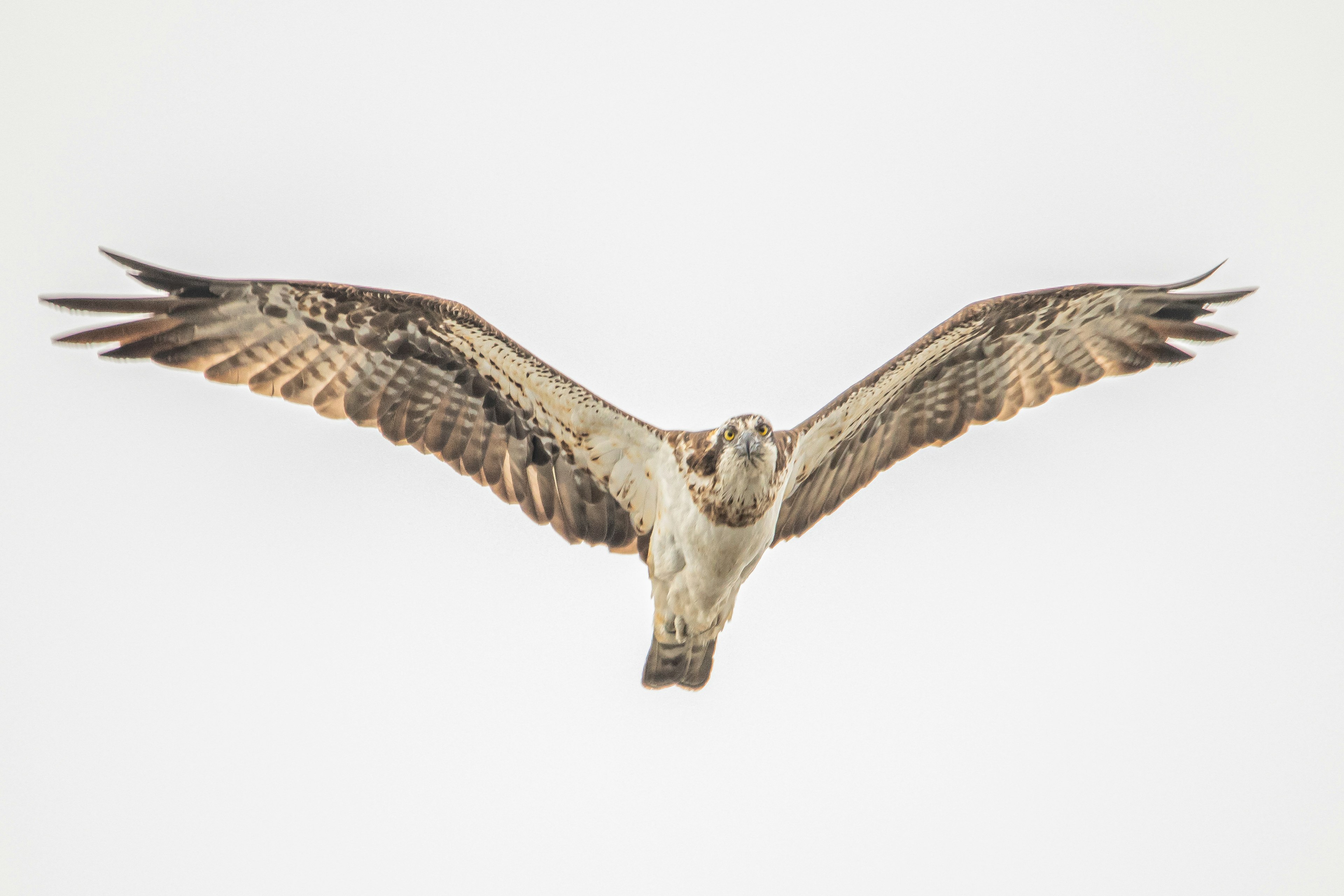 An osprey soaring with outstretched wings against a pale background