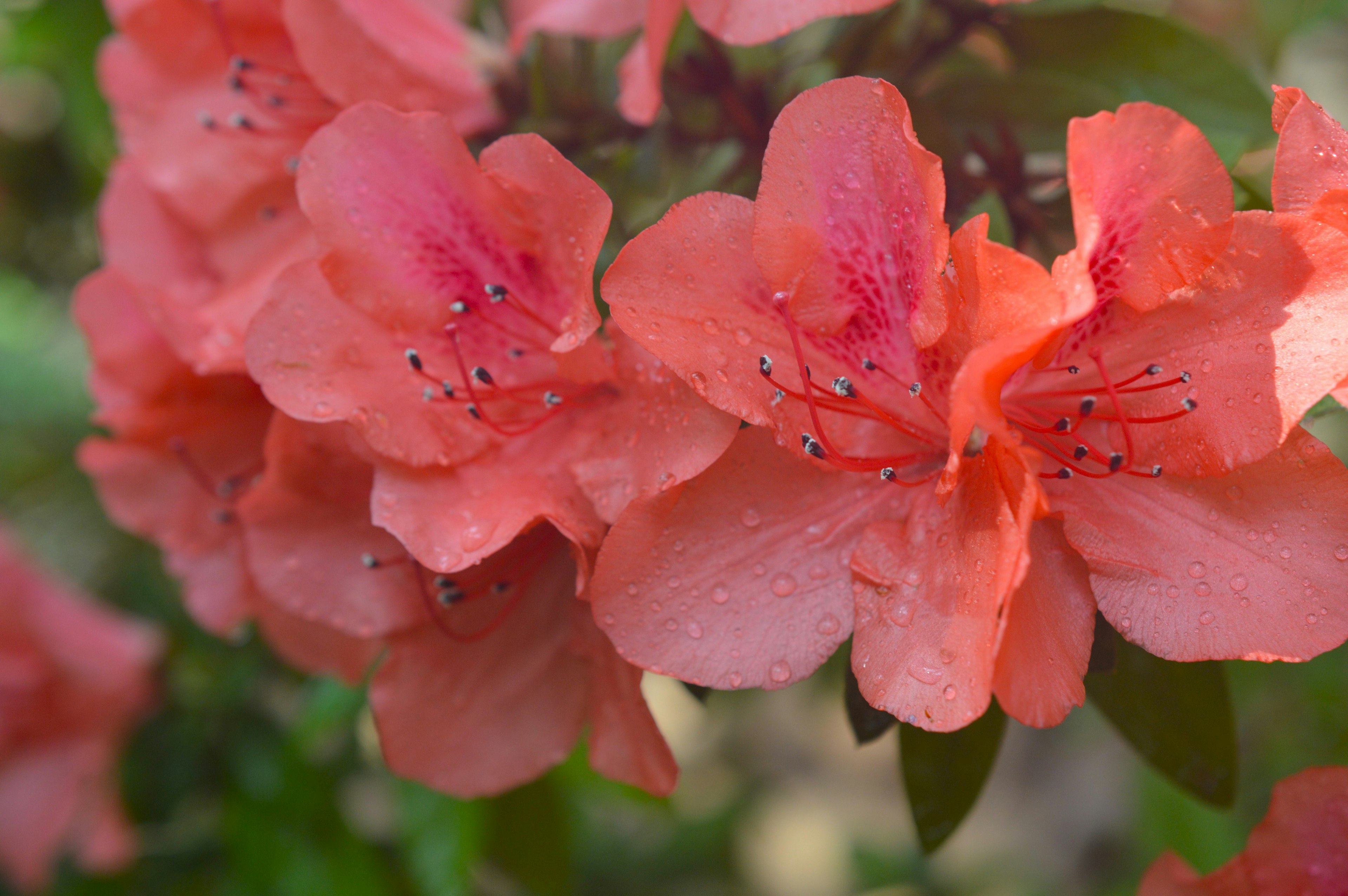 鮮やかなピンクの花が咲くアジサイのクローズアップ