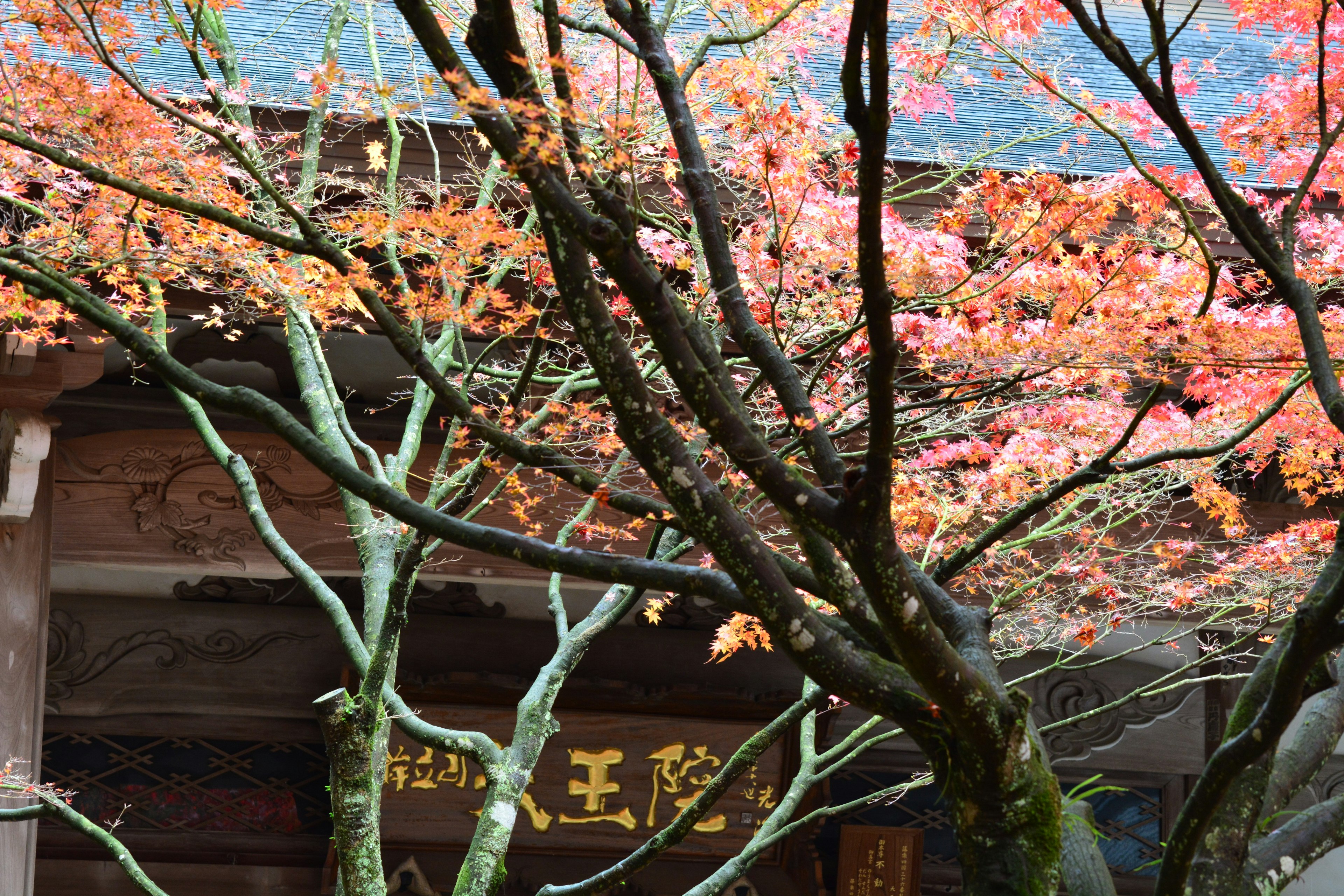 Scenic view of a cherry blossom tree with vibrant pink leaves near an ancient building