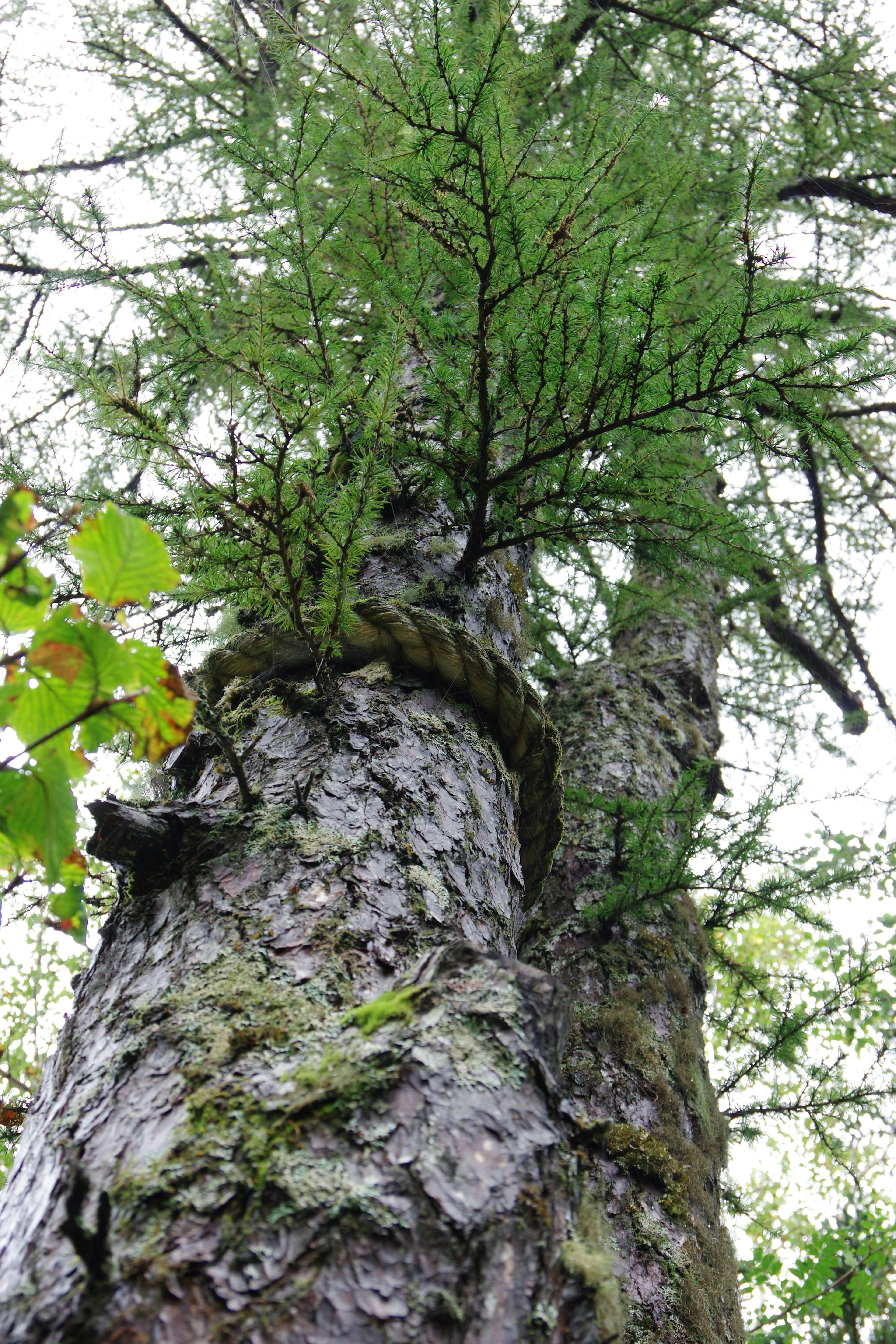 Una vista cercana de un tronco de árbol con follaje verde exuberante y musgo