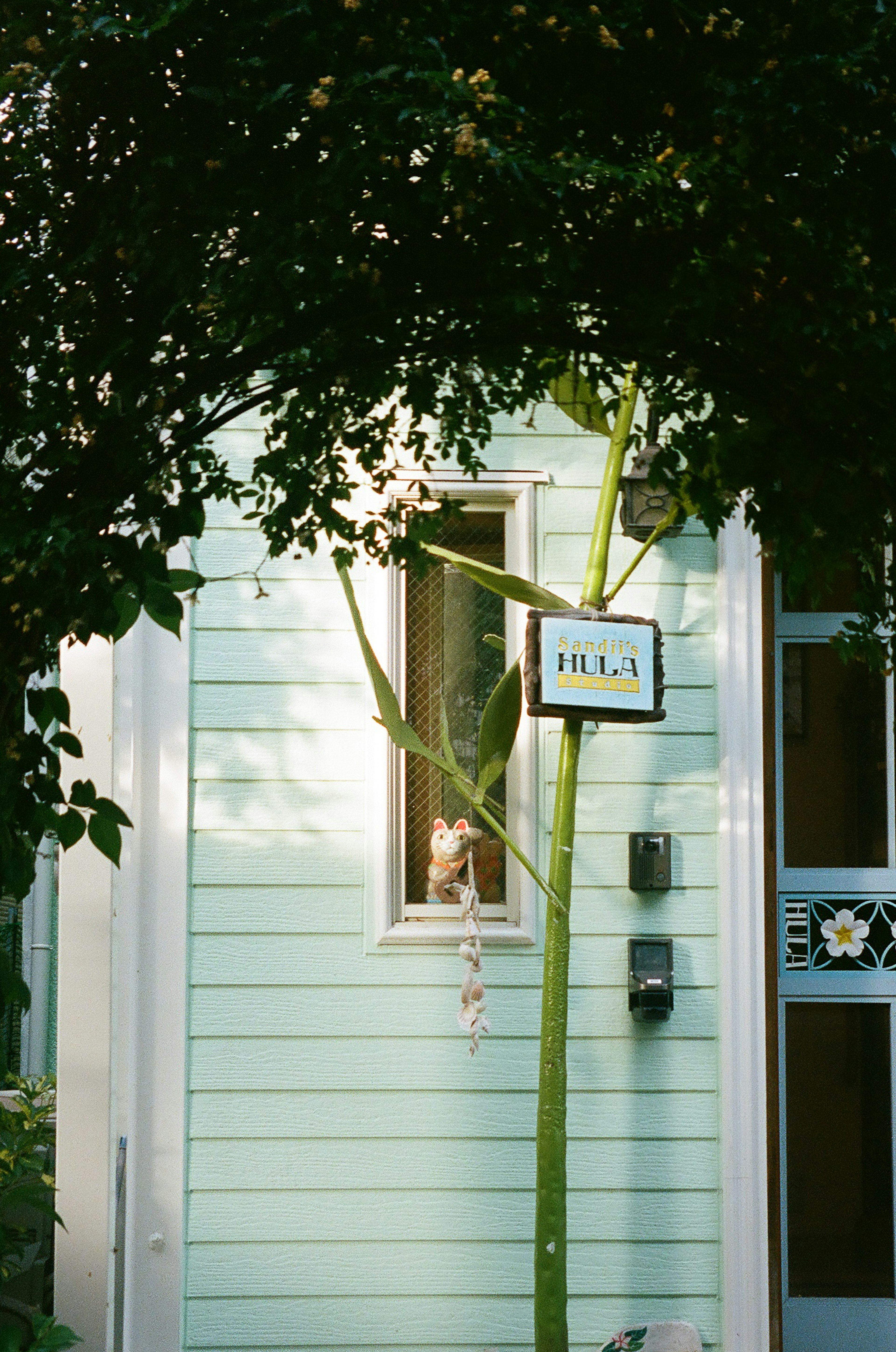 A large plant stands in front of a window on a blue house