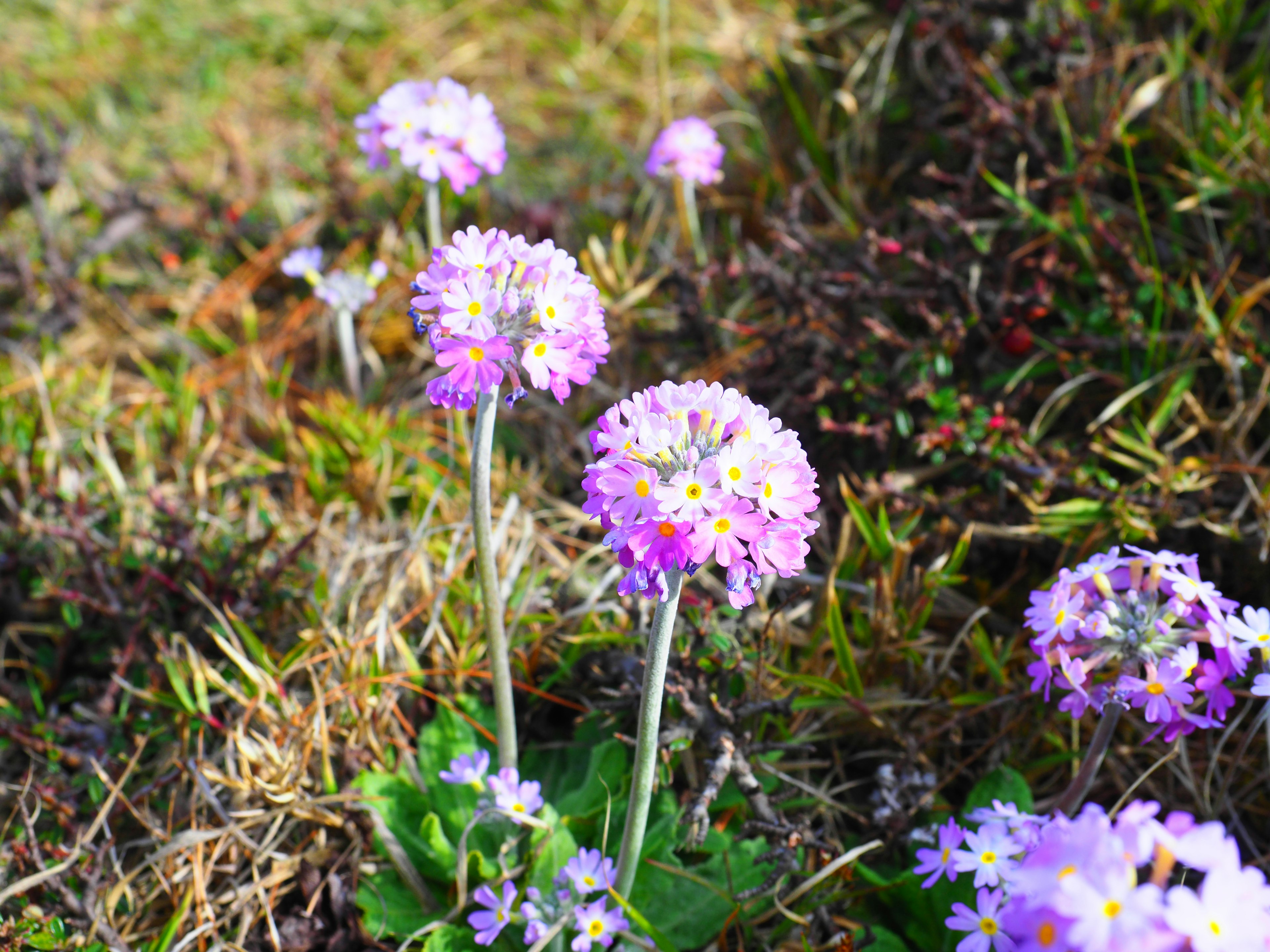 Fleurs violettes en fleurs dans un paysage herbeux