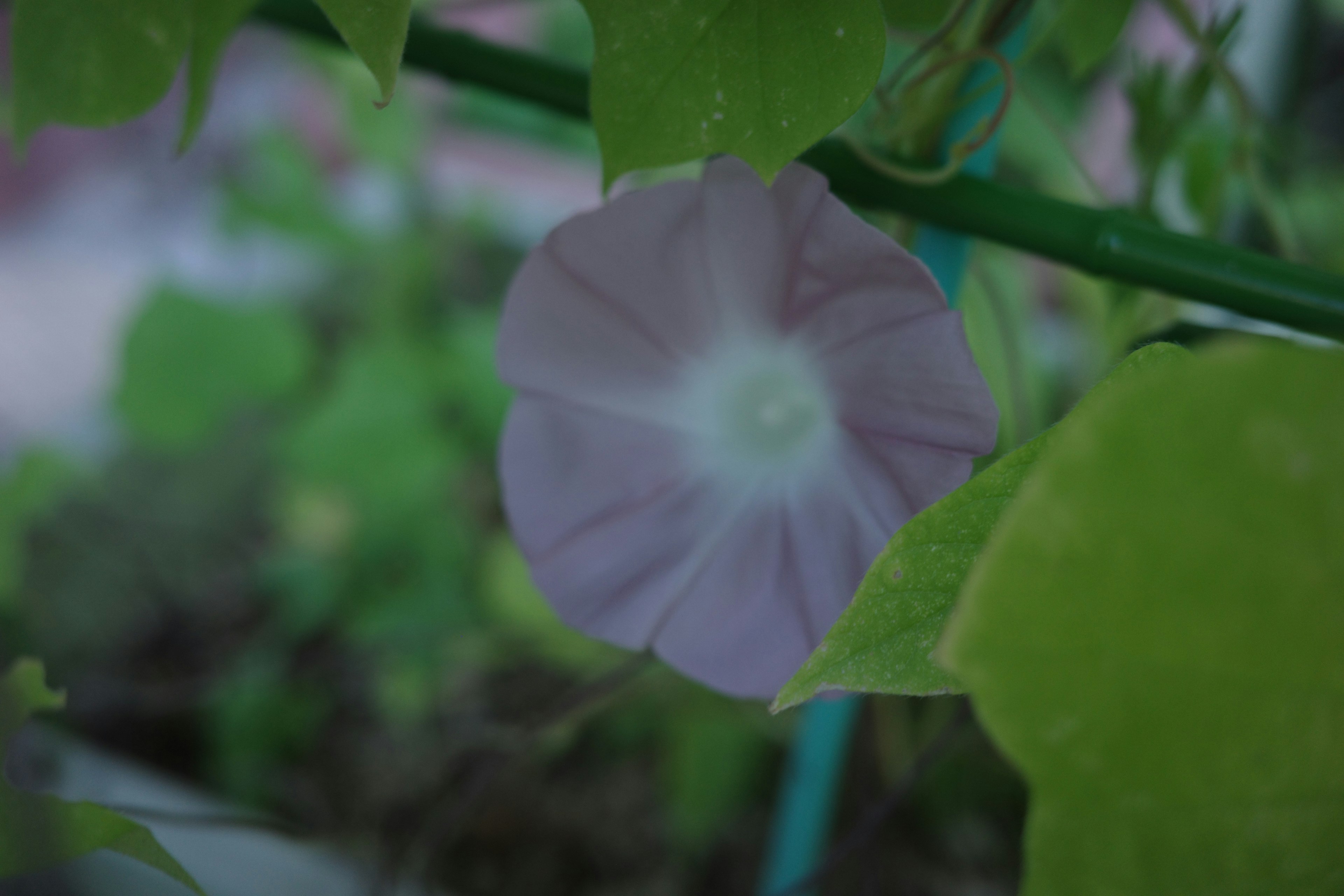 Delicate purple flower partially hidden by green leaves in a garden