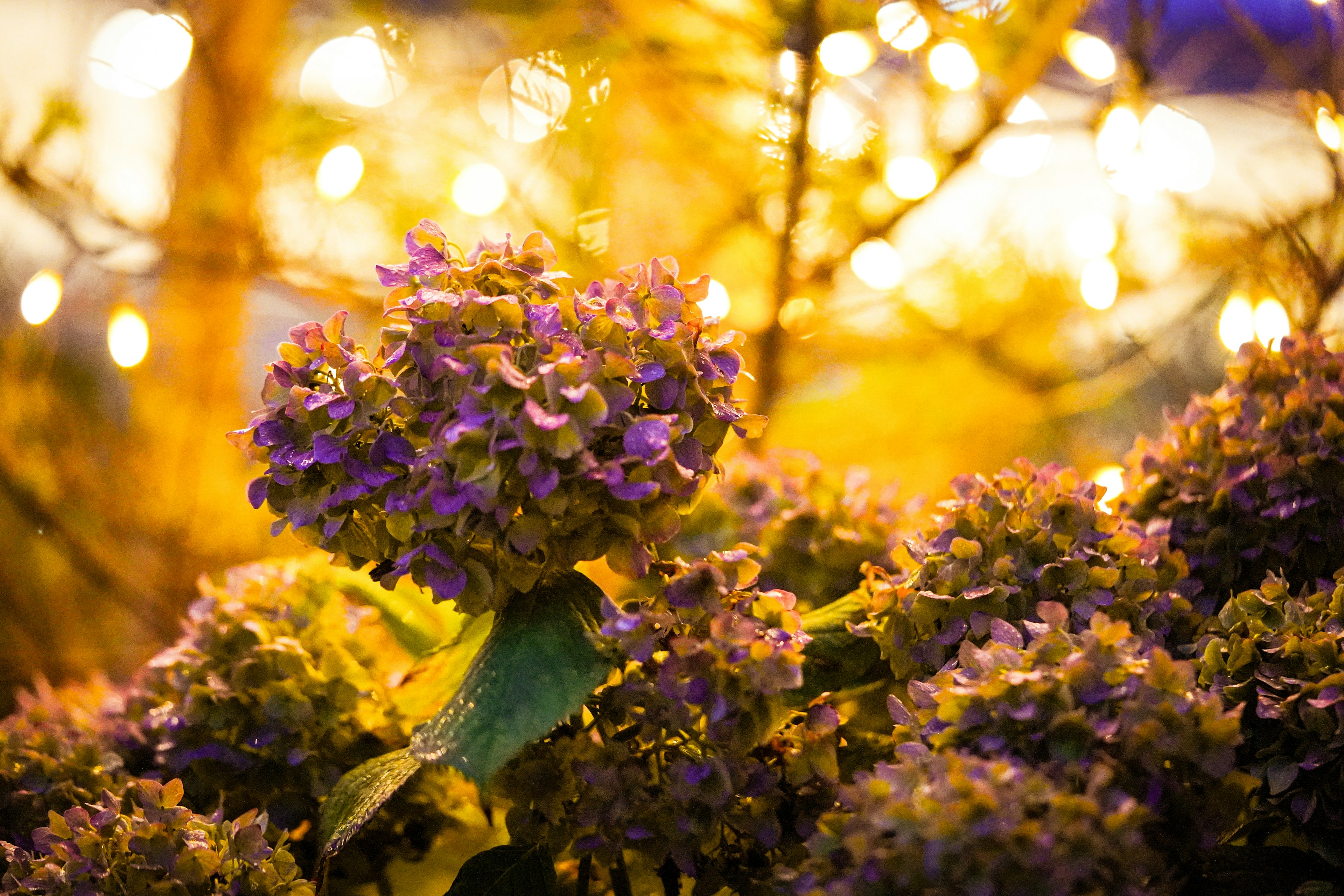 Nahaufnahme von lila Blumen mit warmem Licht im Hintergrund