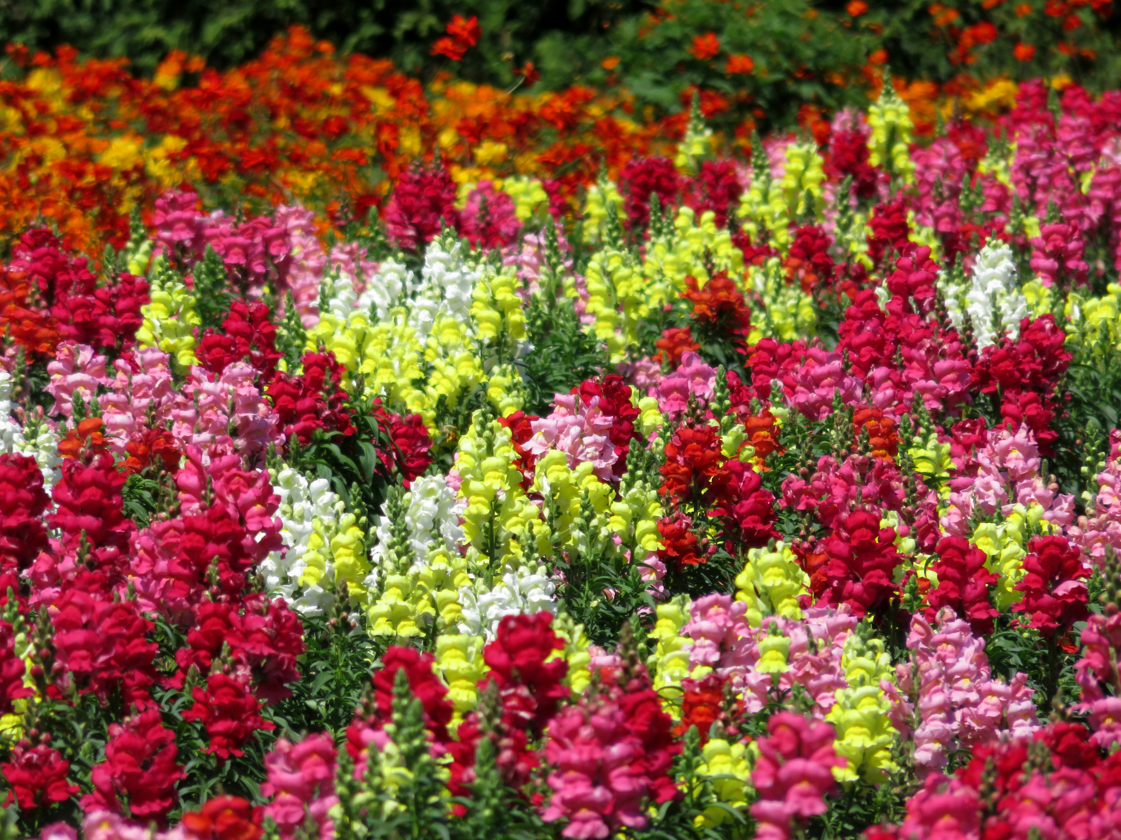 Vibrant garden scene filled with colorful flowers featuring red pink and white blooms