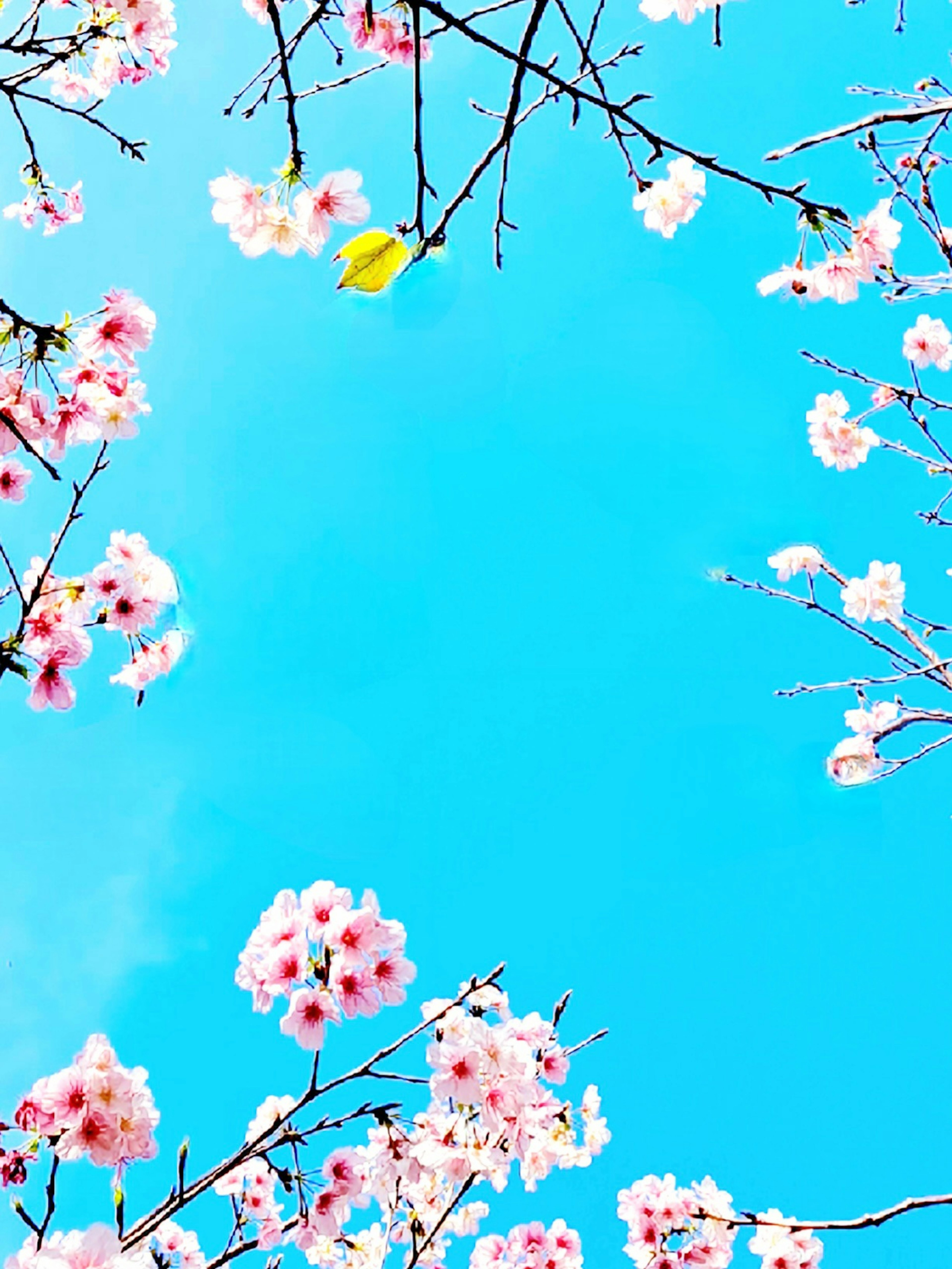 青空の下に咲く桜の花が広がる美しい風景