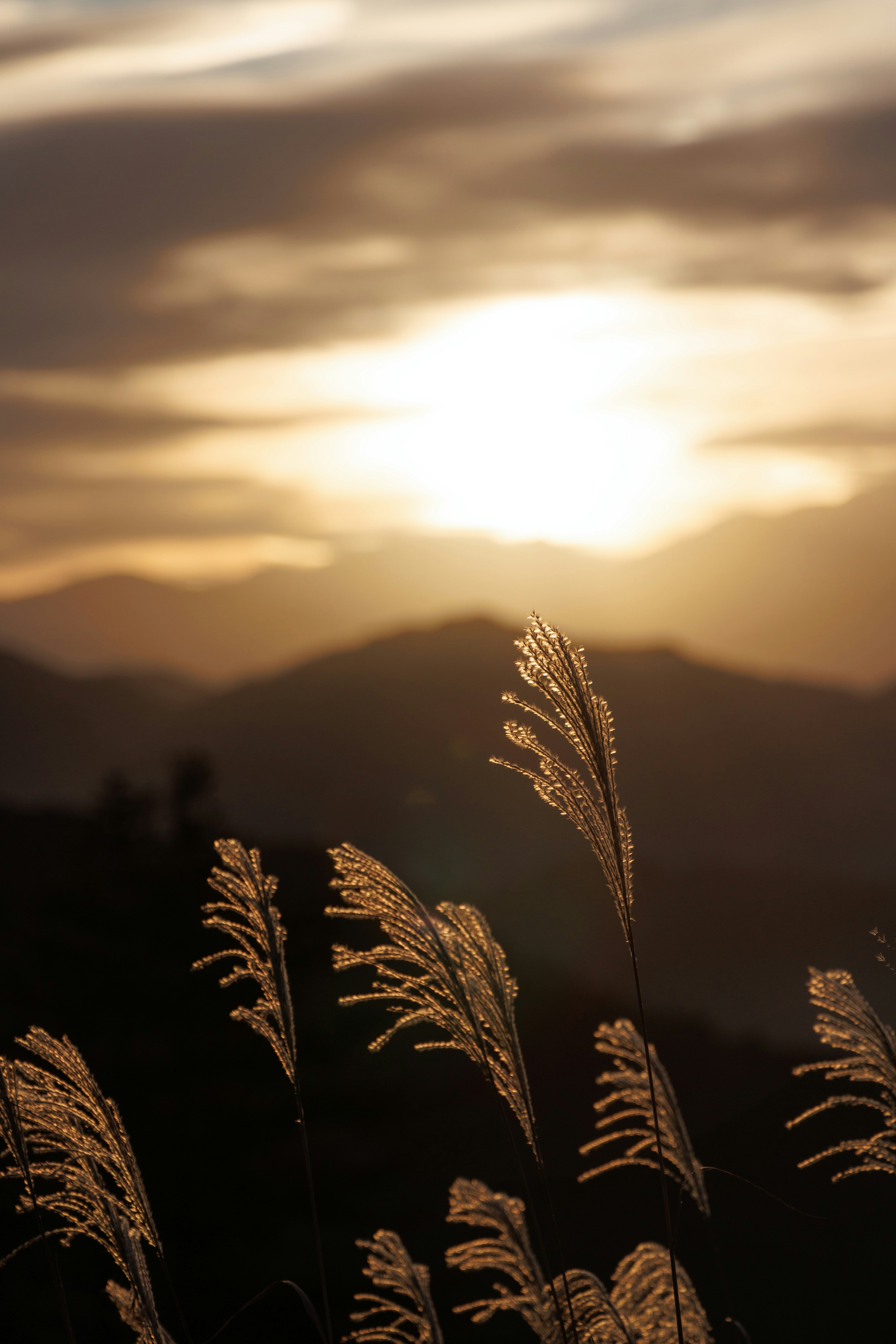 Coucher de soleil sur des brins d'herbe se balançant dans la brise