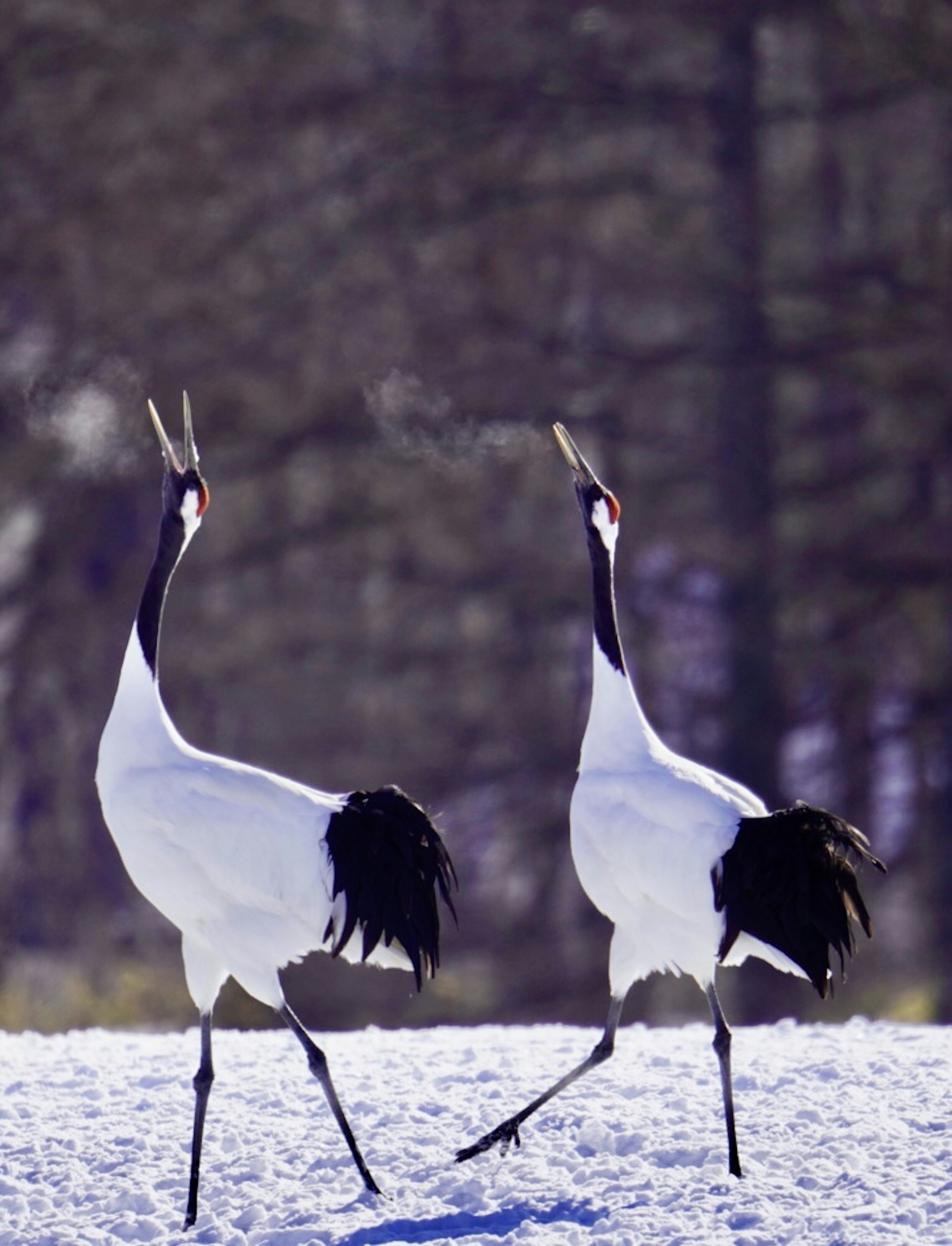 Deux grues à couronne rouge marchant sur la neige