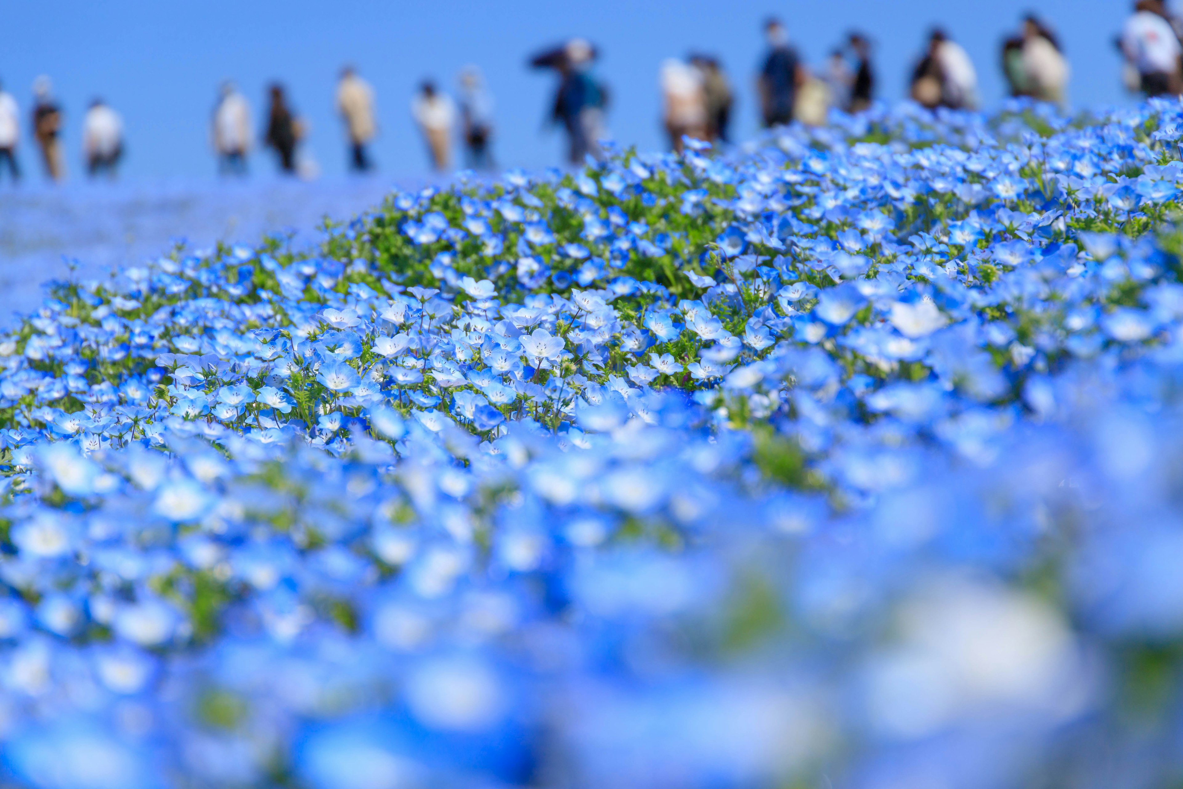 Feld blauer Blumen mit Menschen im Hintergrund