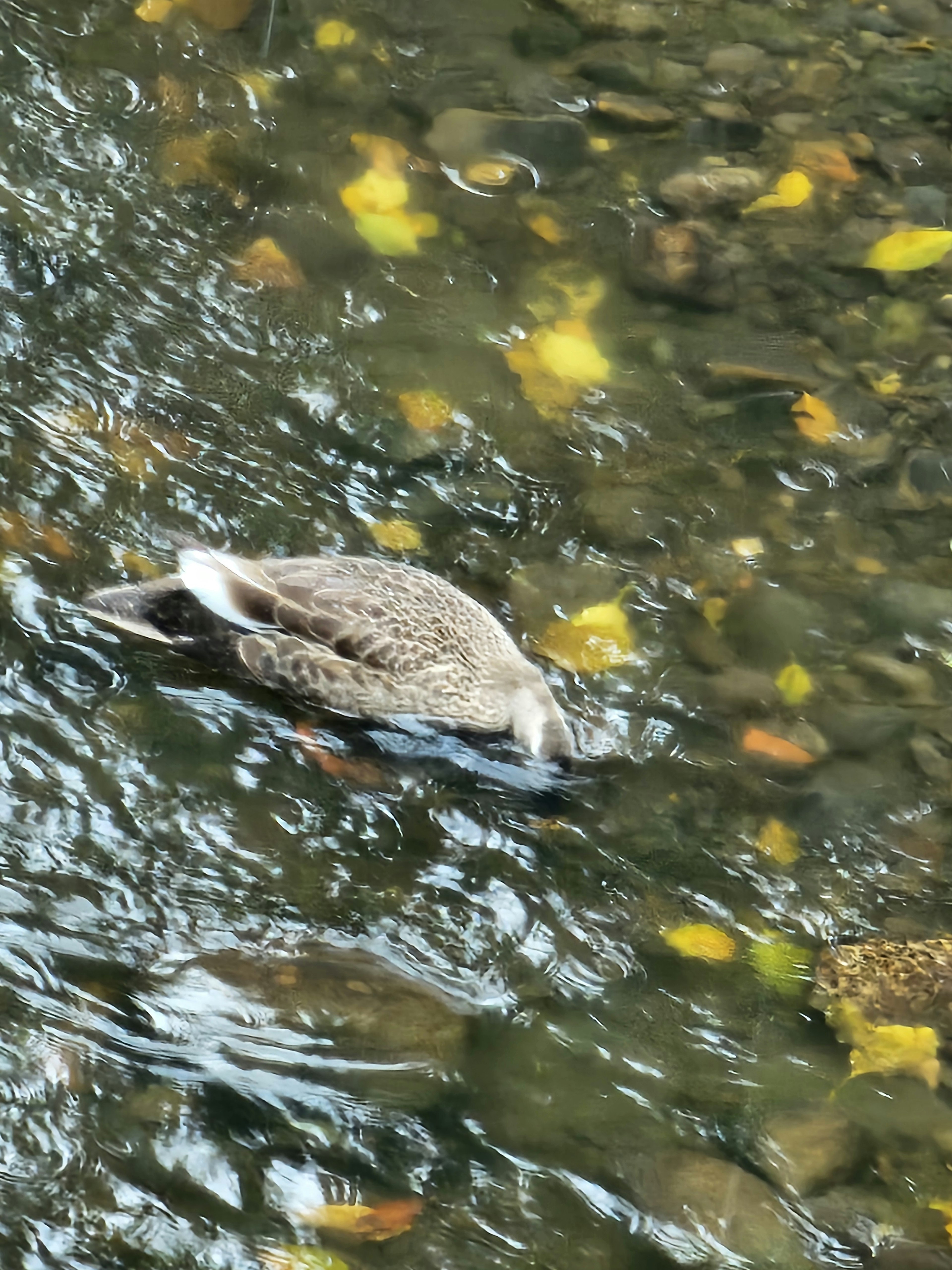 Image of a water bird swimming on the surface with yellow leaves around