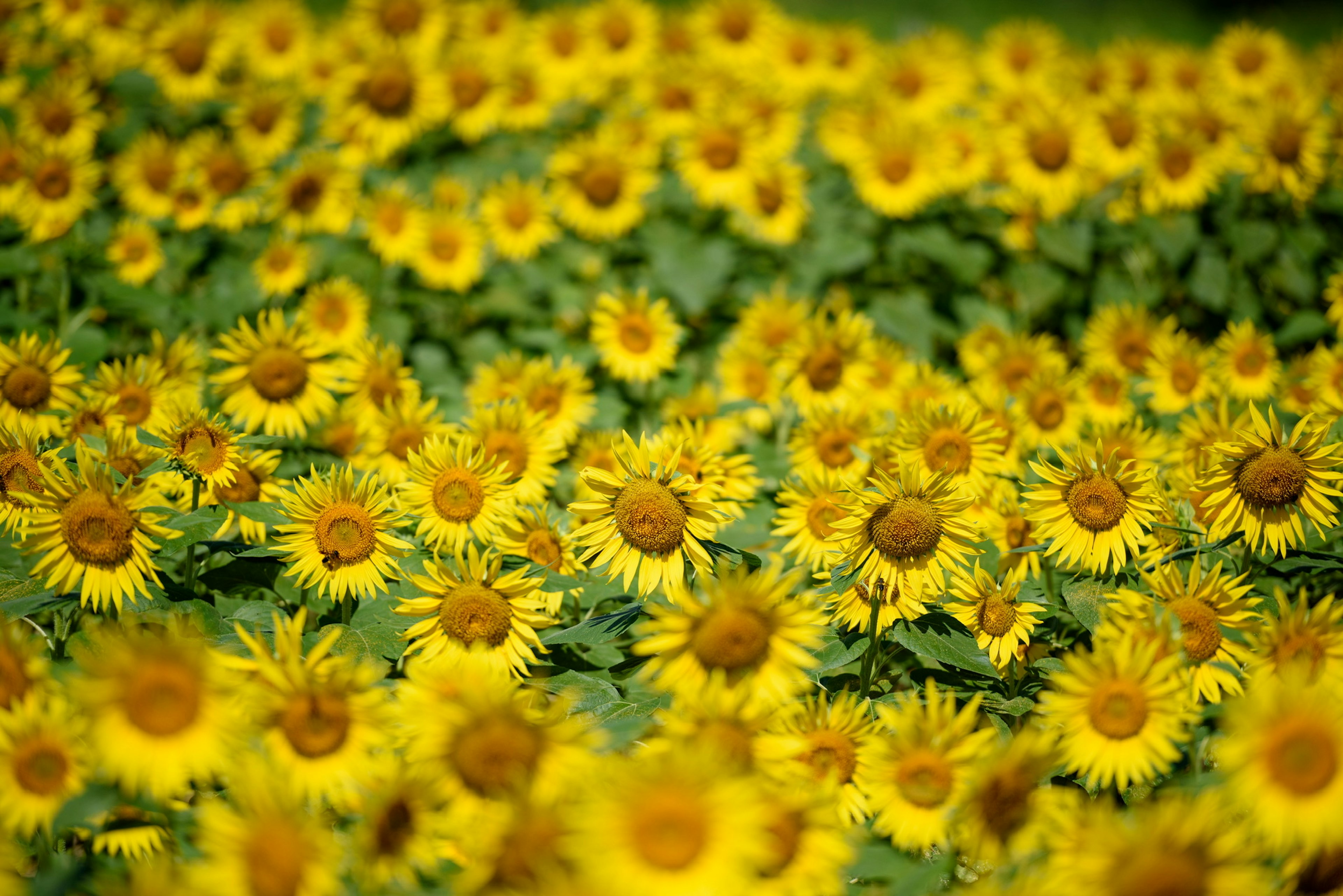 Field of bright yellow sunflowers in full bloom