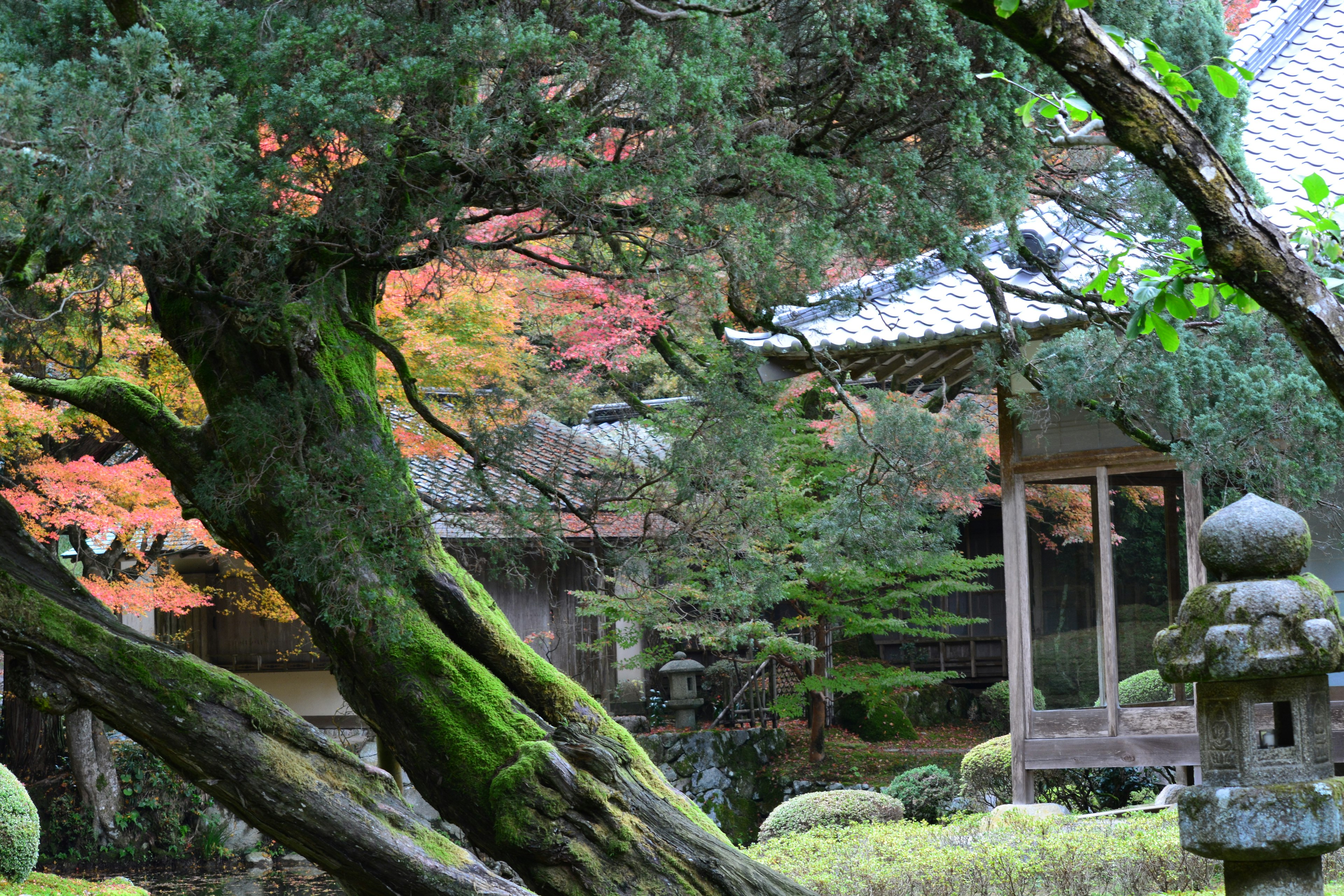 Scenic Japanese garden view with an ancient tree and moss-covered stone lantern colorful foliage in the background