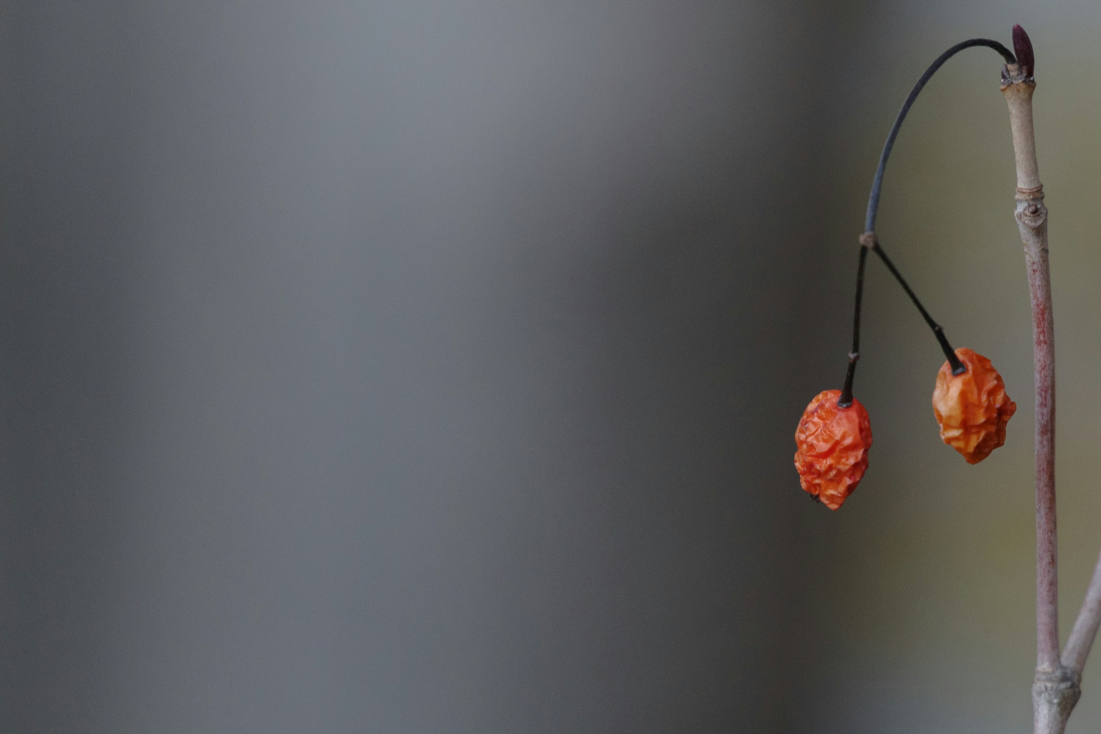 Due frutti arancioni appesi a un sottile ramo su uno sfondo morbido