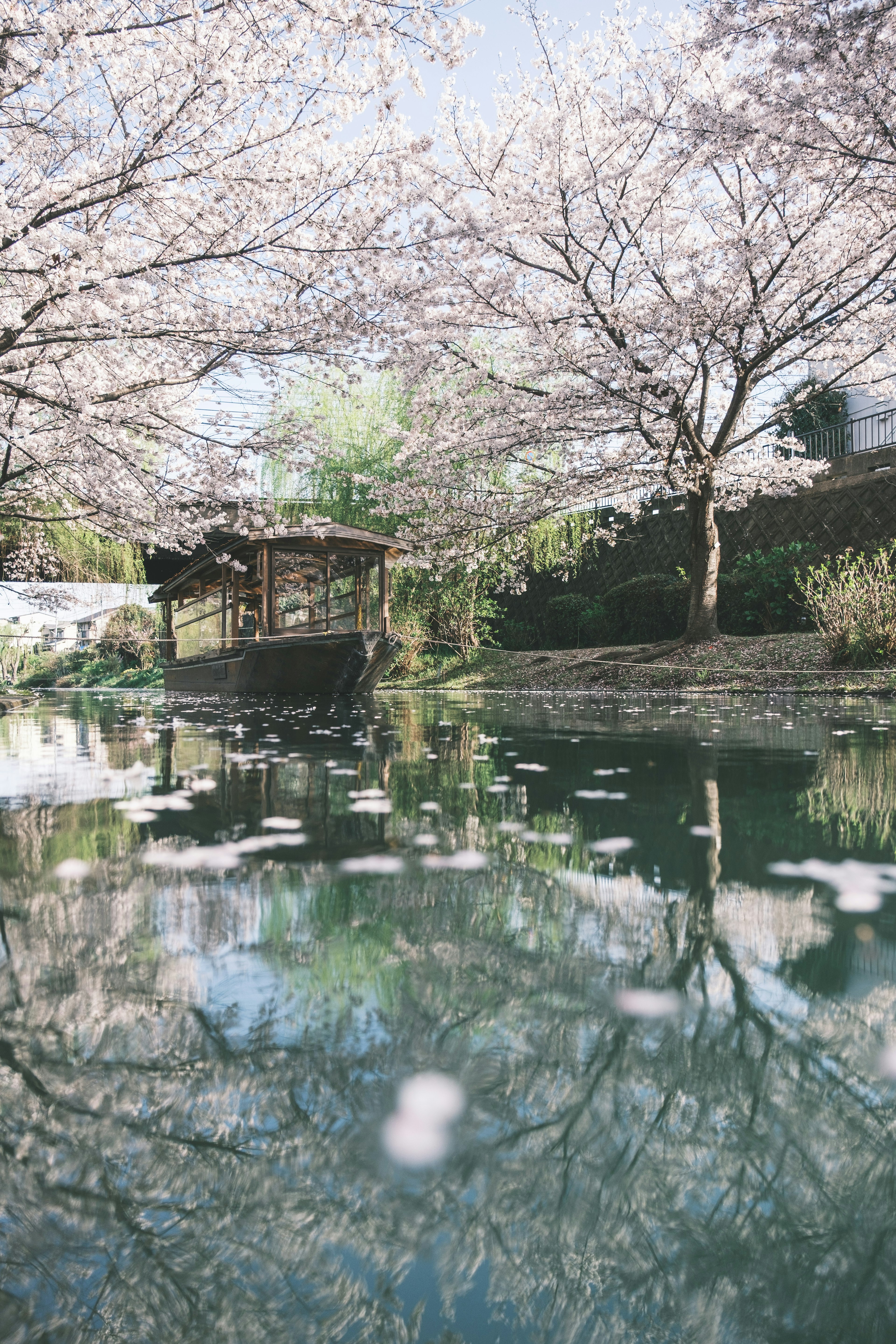 Vue pittoresque d'arbres en fleurs se reflétant sur l'eau avec un petit abri