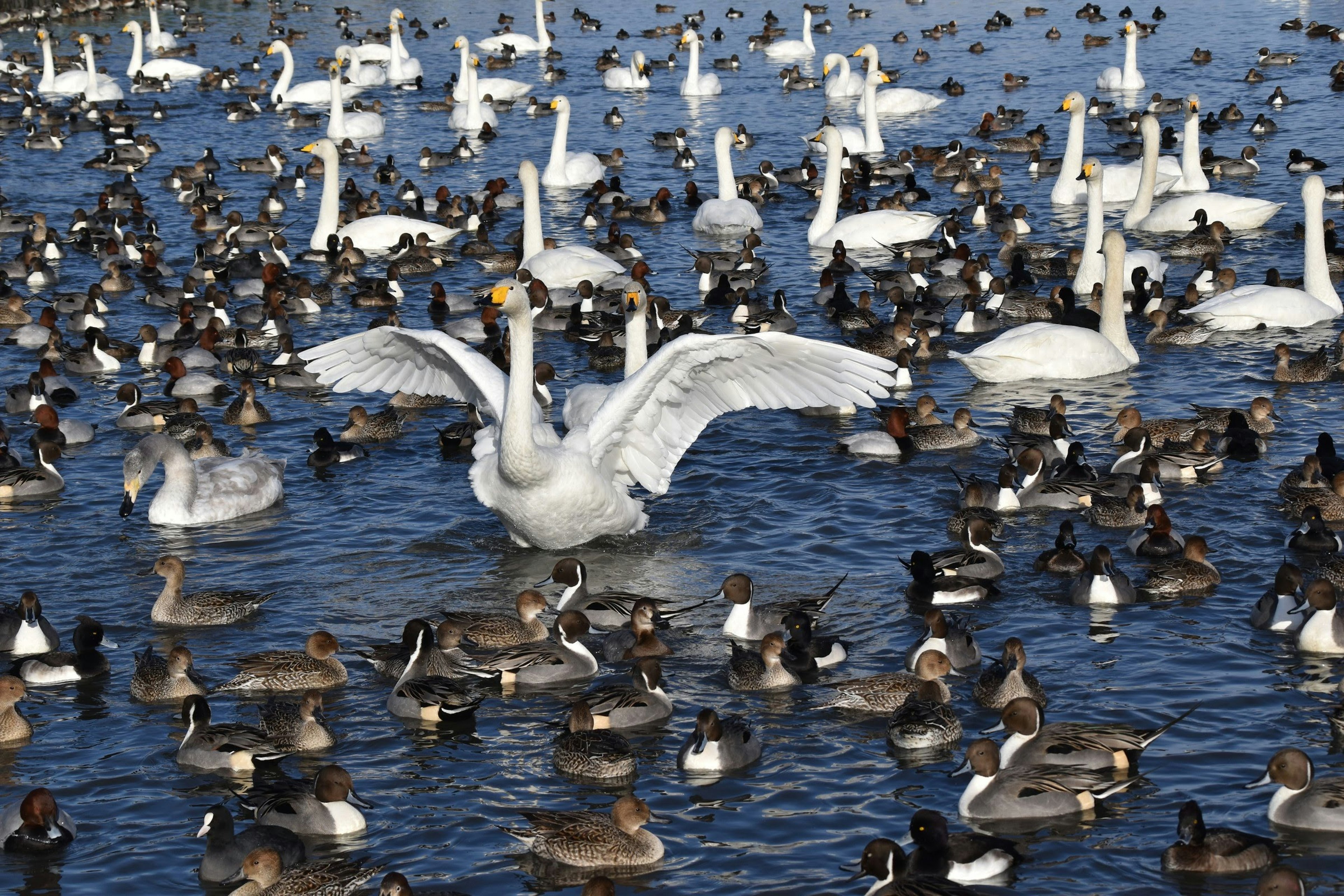 Un gruppo di cigni e anatre sull'acqua con un cigno che apre le ali