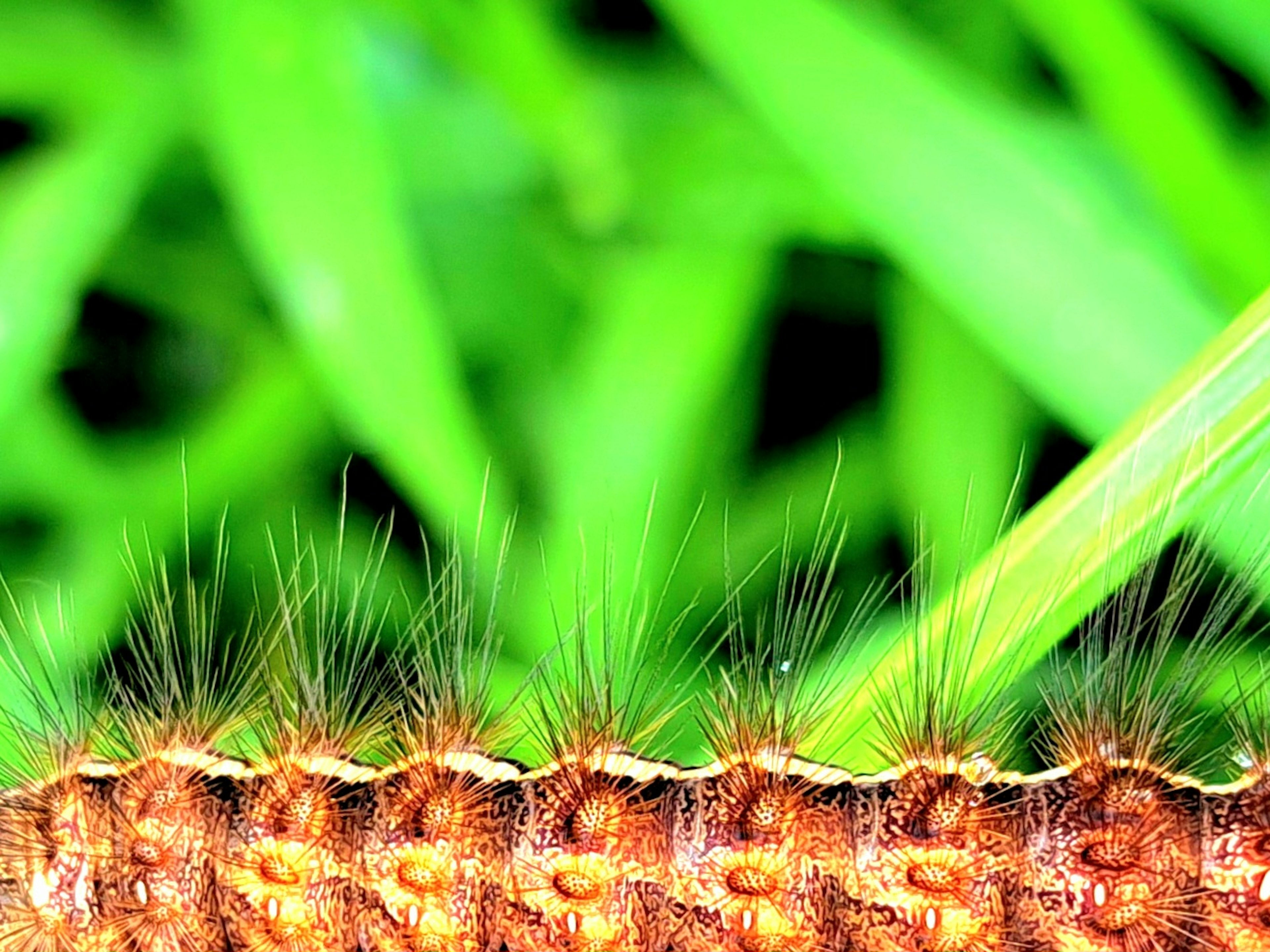 Foto en primer plano de una oruga sobre hierba verde