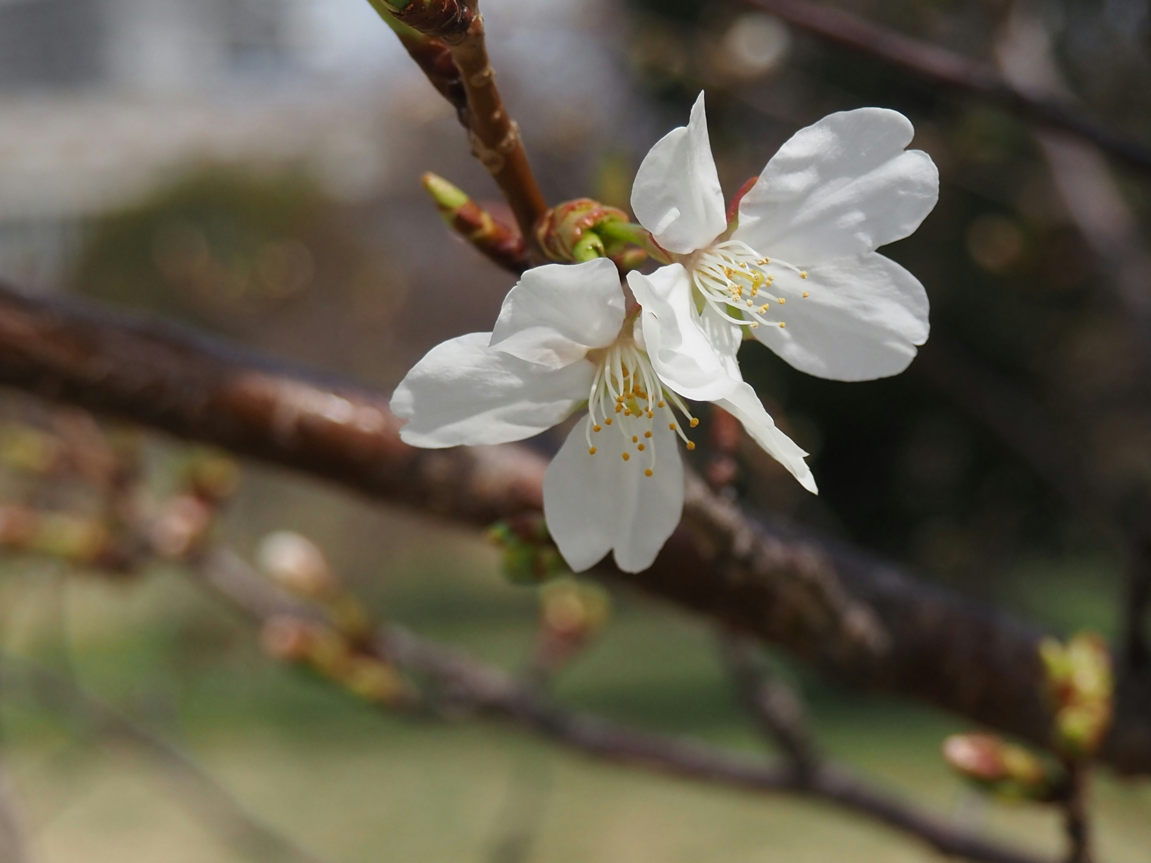 Acercamiento de flores de cerezo blancas en una rama