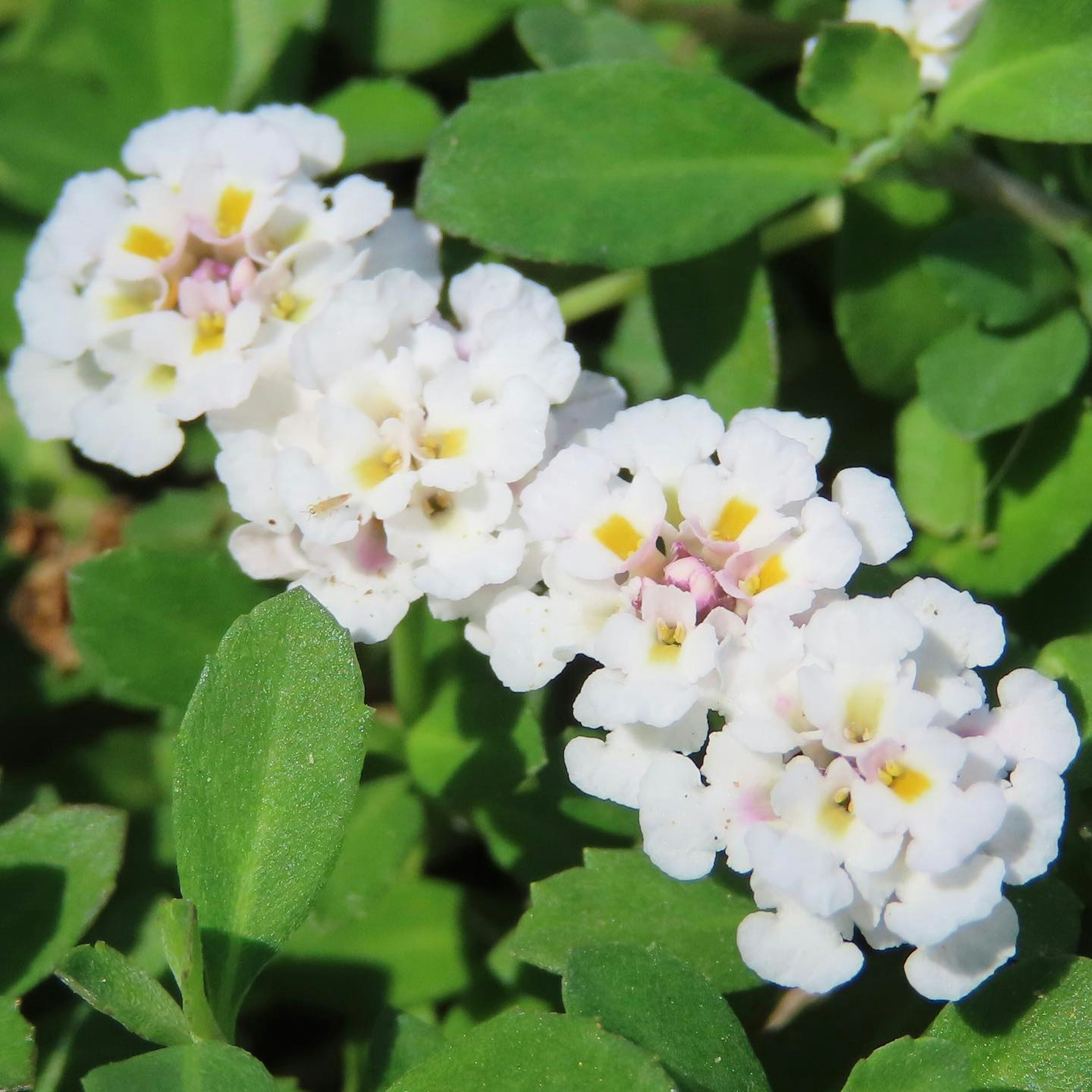 特写镜头显示一株有白色花朵和绿色叶子的植物