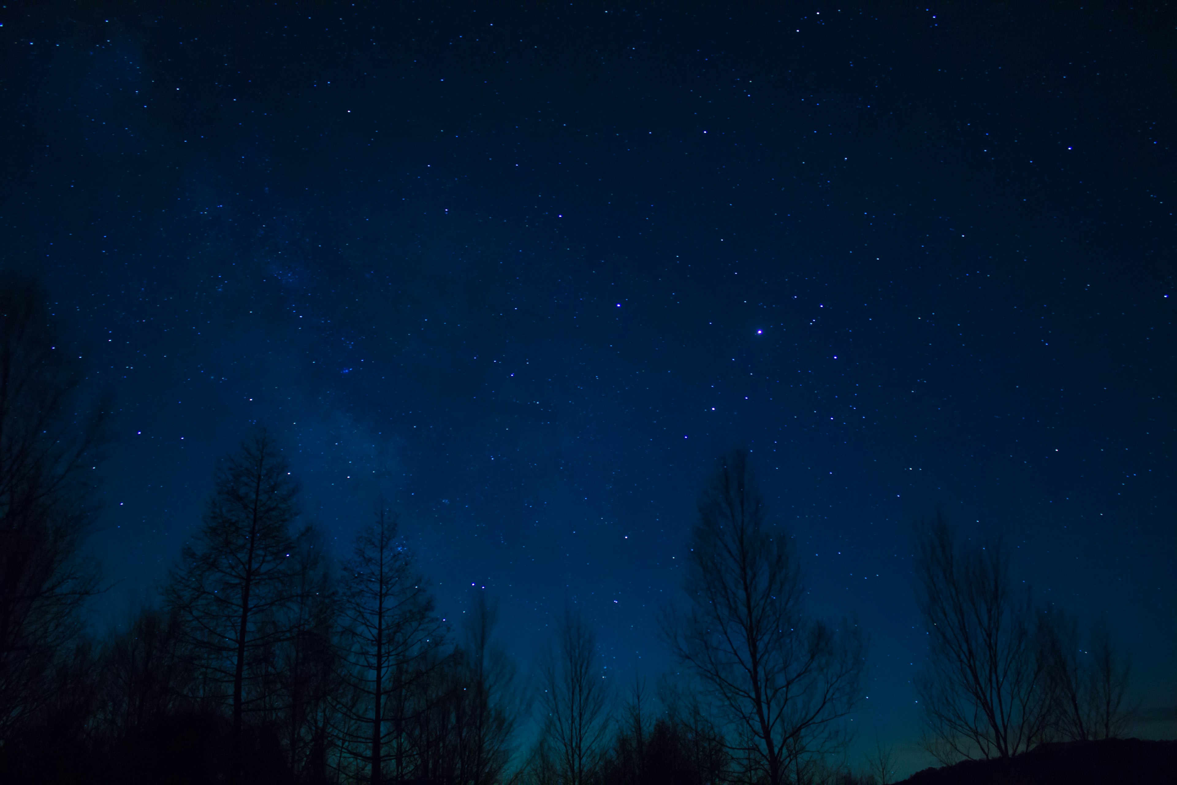 Starry night sky with silhouetted trees