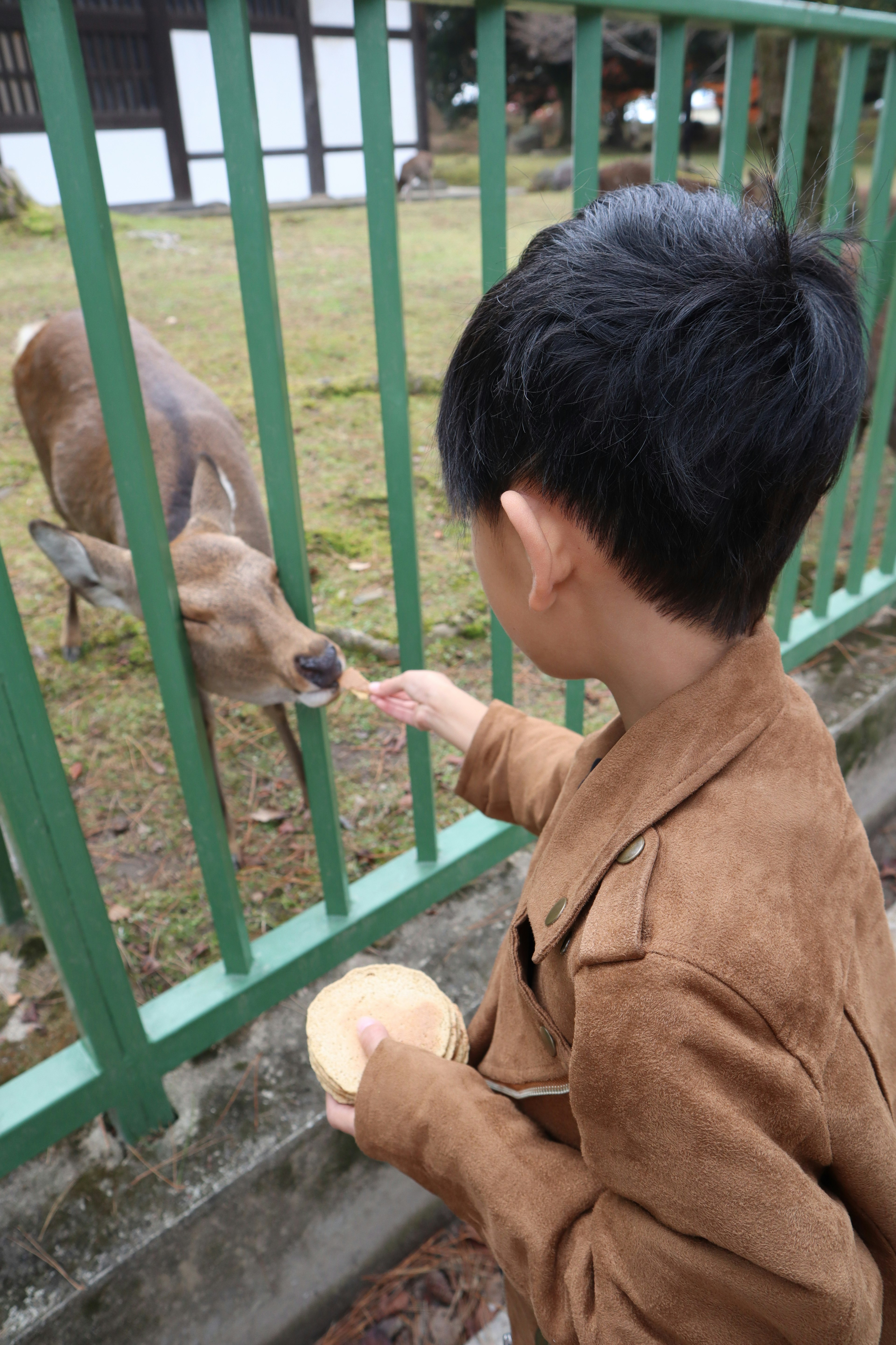 Child feeding a deer through a green fence in a park setting