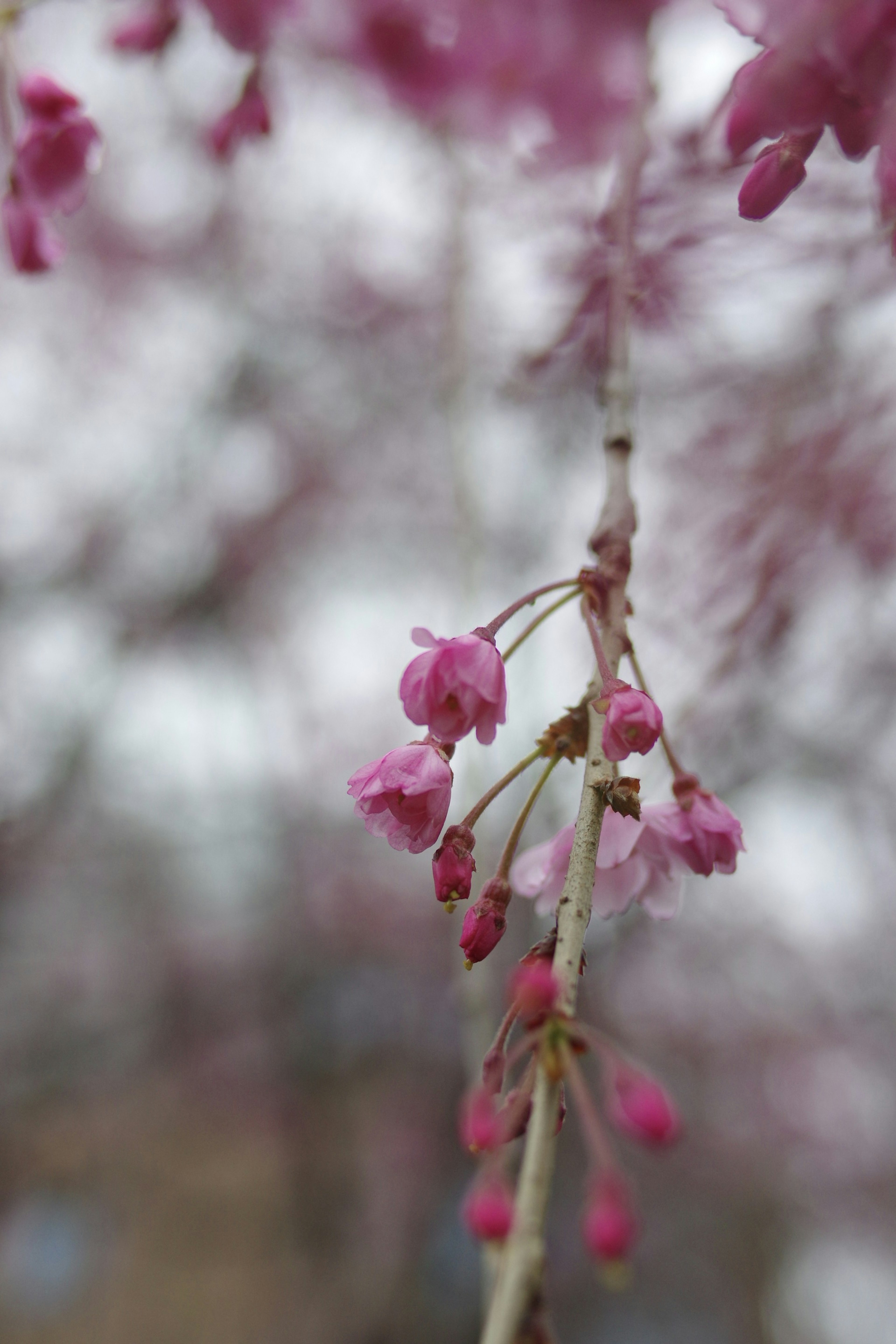 Nahaufnahme eines Zweigs mit zarten rosa Blumen