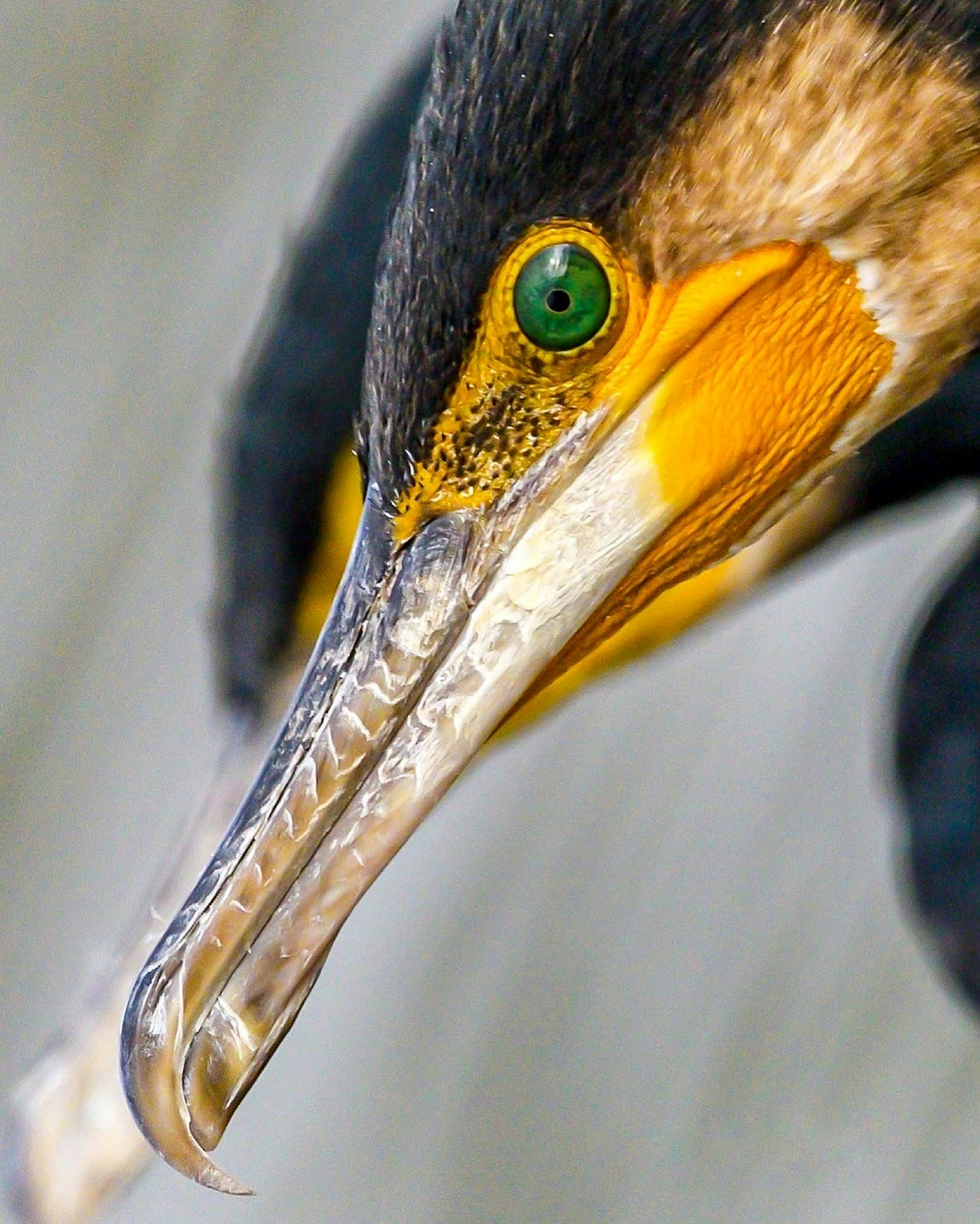 Gros plan d'un cormoran montrant son œil vert vif et son bec orange