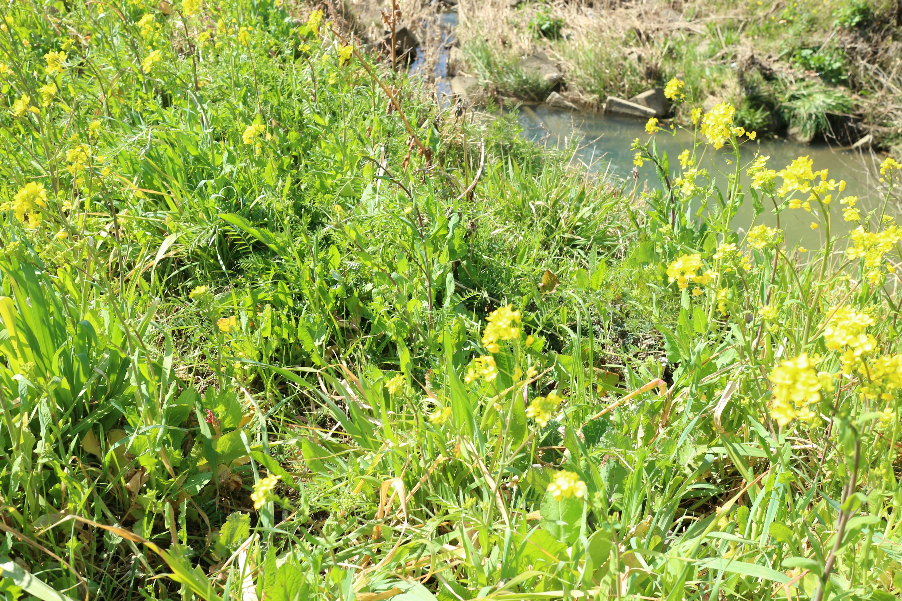 Yellow flowers and green grass near a stream