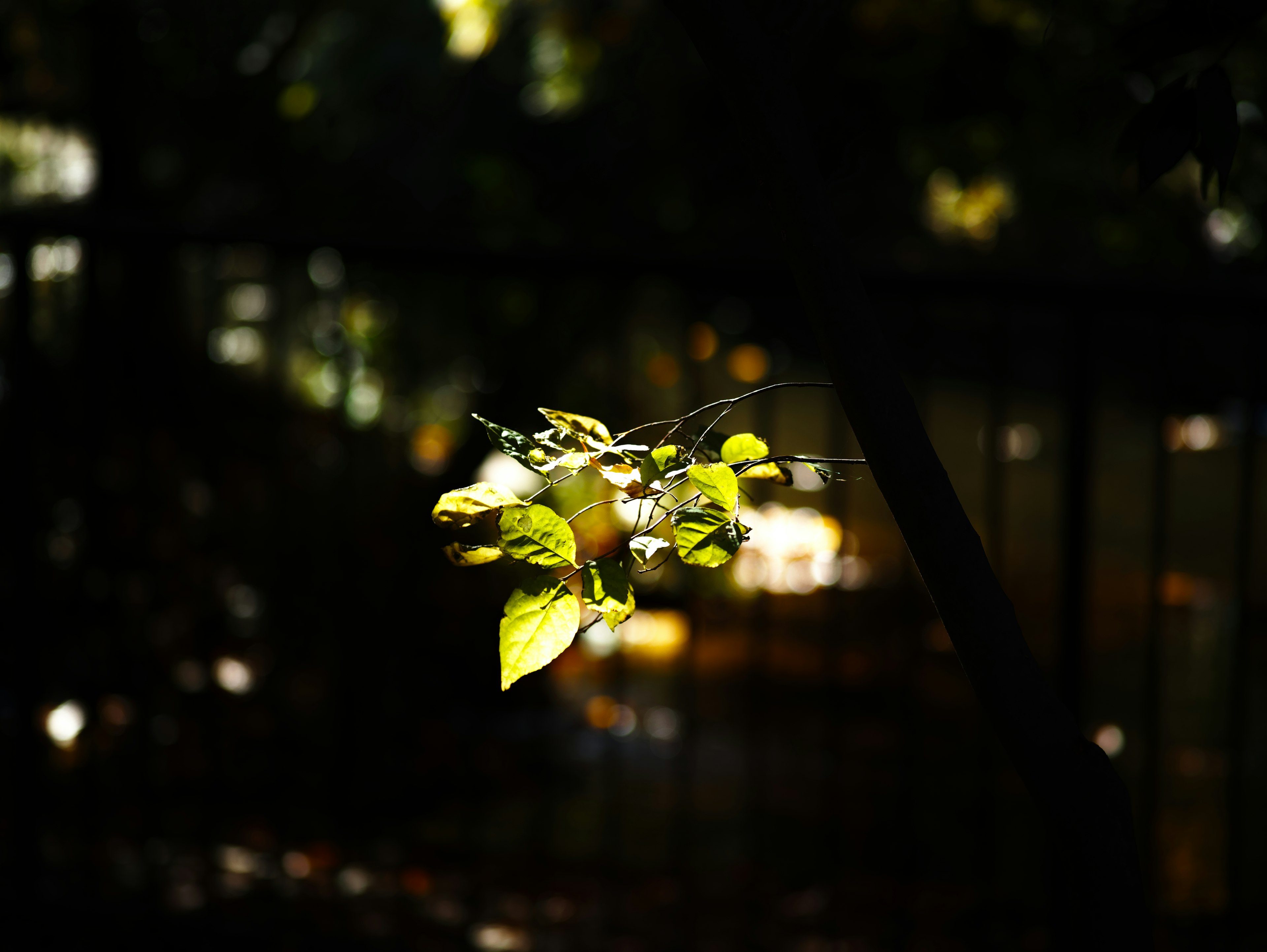 A branch with green leaves and fruits against a dark background