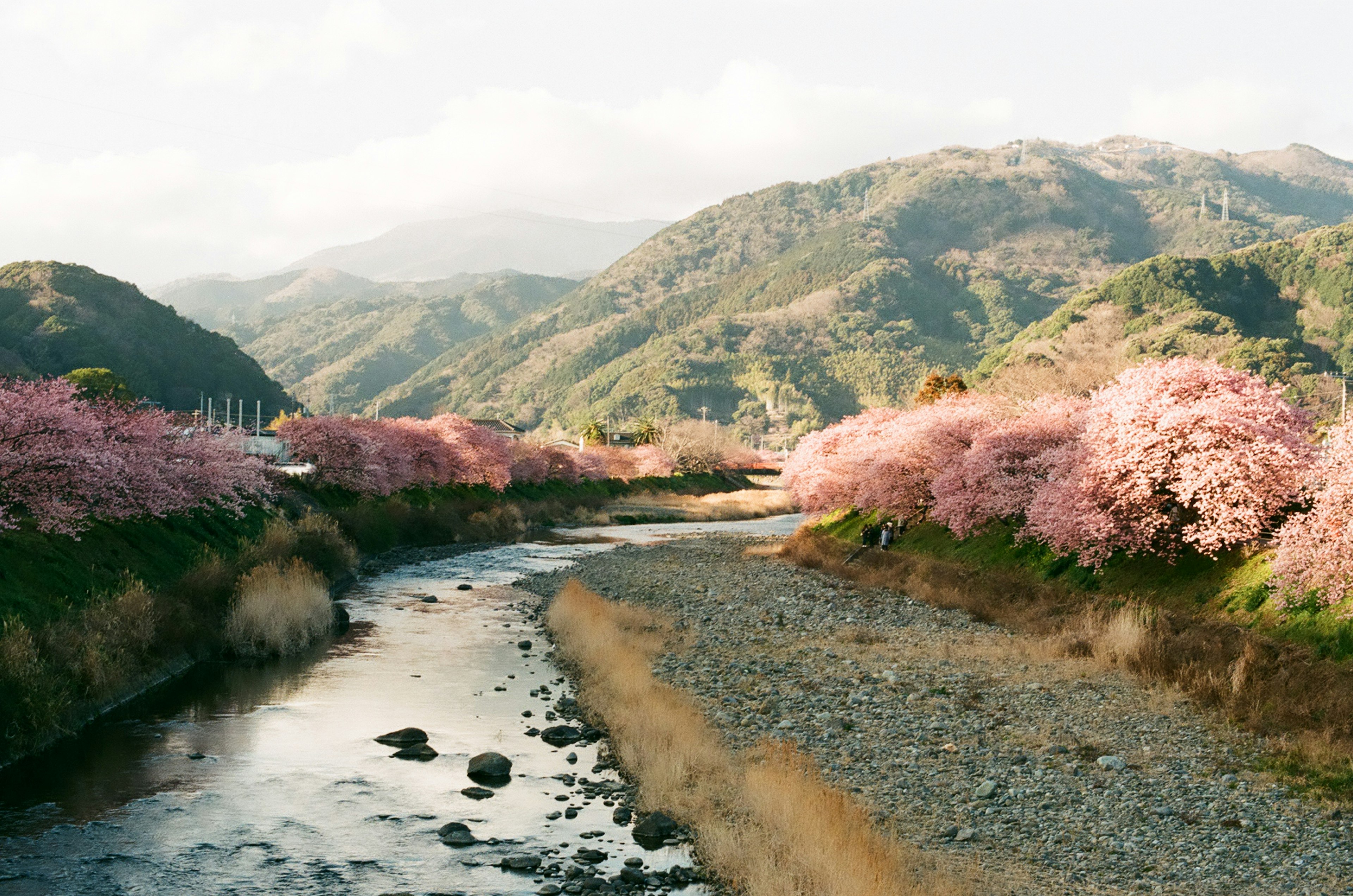 川沿いに咲く桜の木々と山々の風景