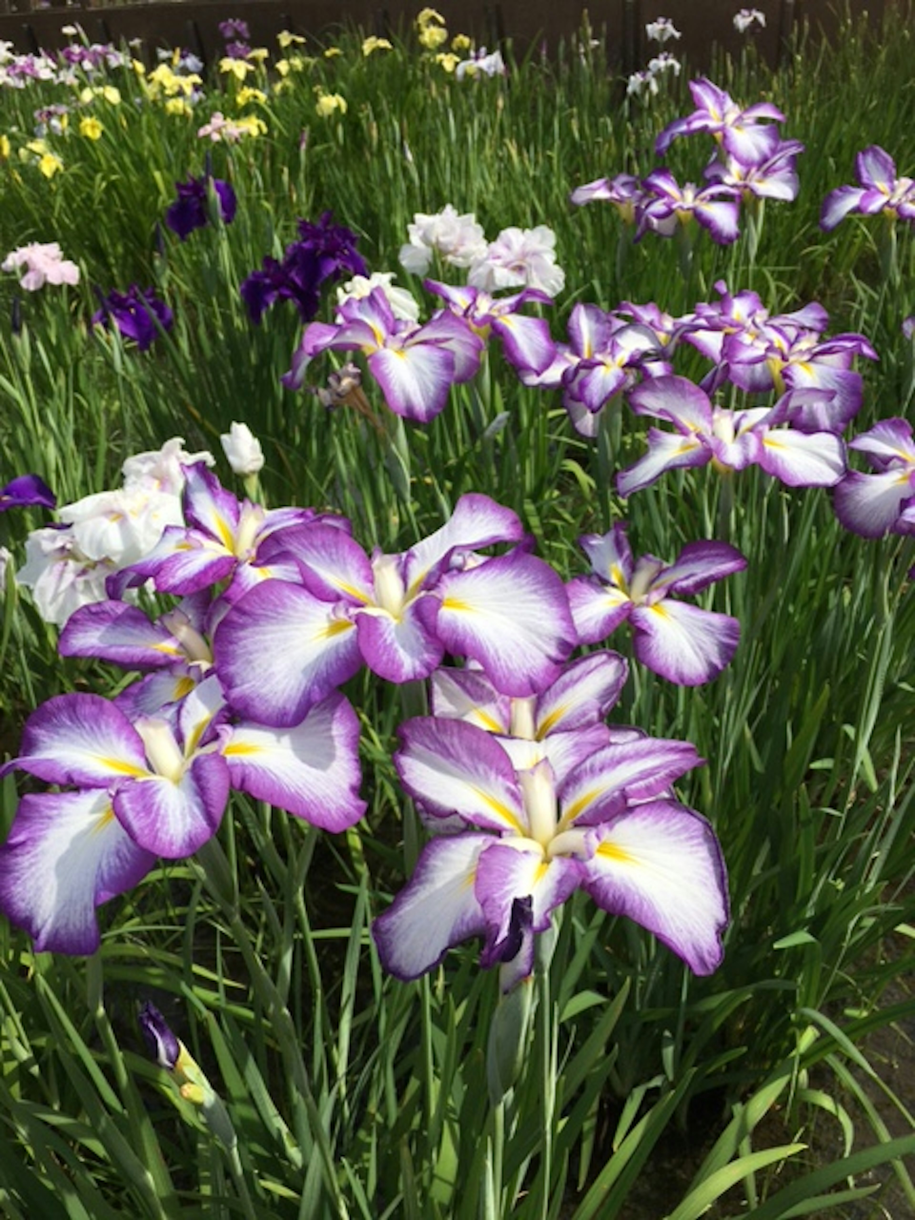 青紫色の花と白い花が咲くアイリスの群れ