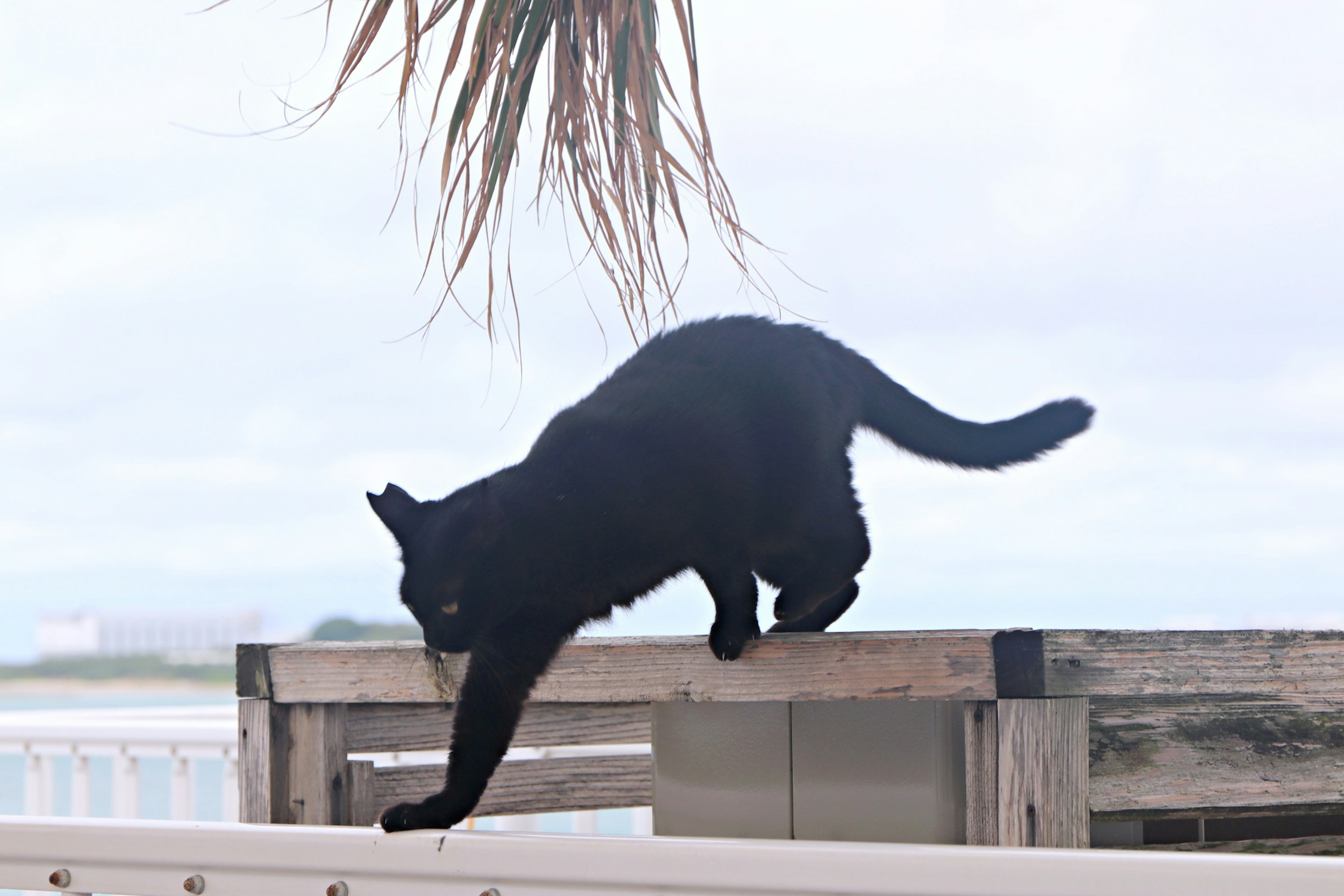 Black cat walking along a wooden railing by the seaside