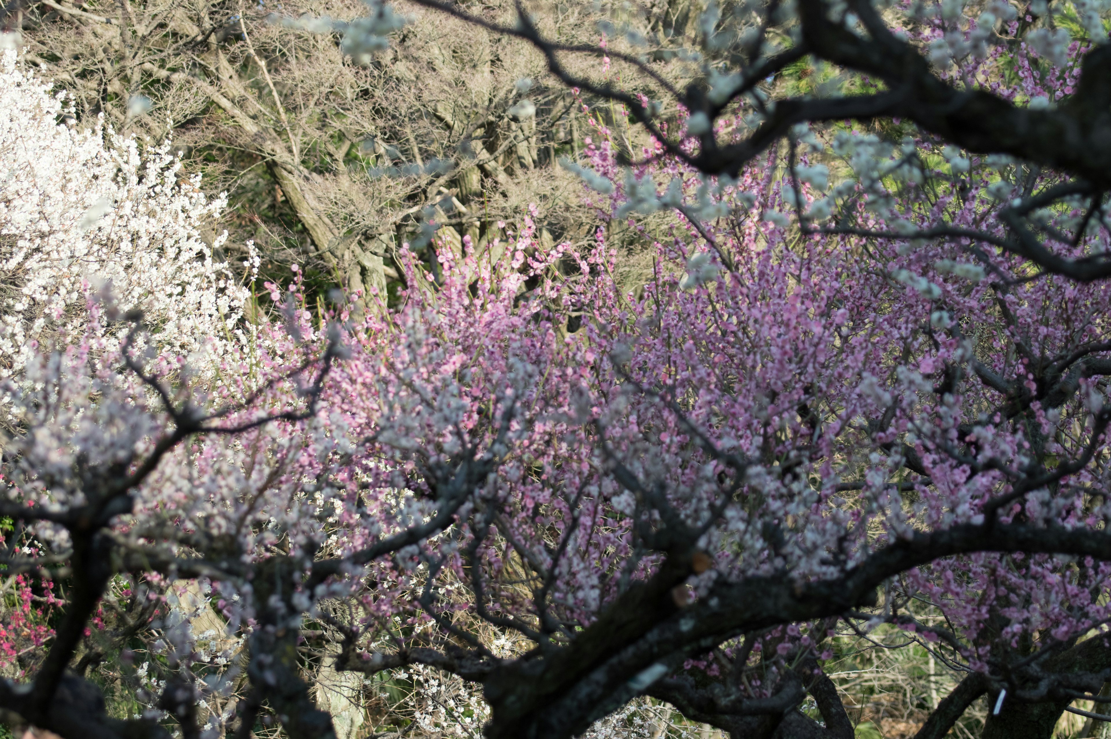 A landscape of blooming plum trees with colorful flowers