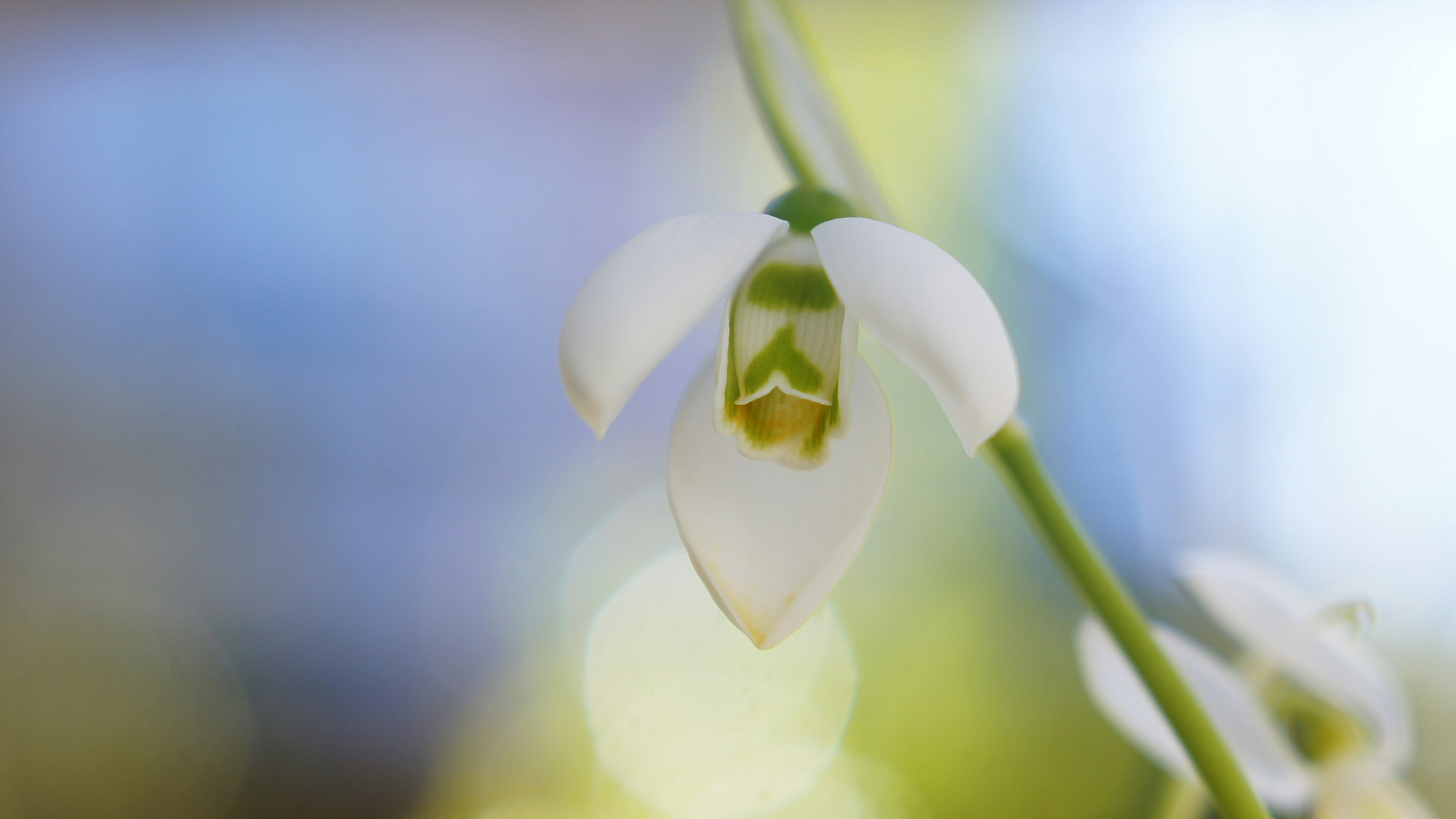 Close-up of a white snowdrop flower with a soft green center against a blurred background