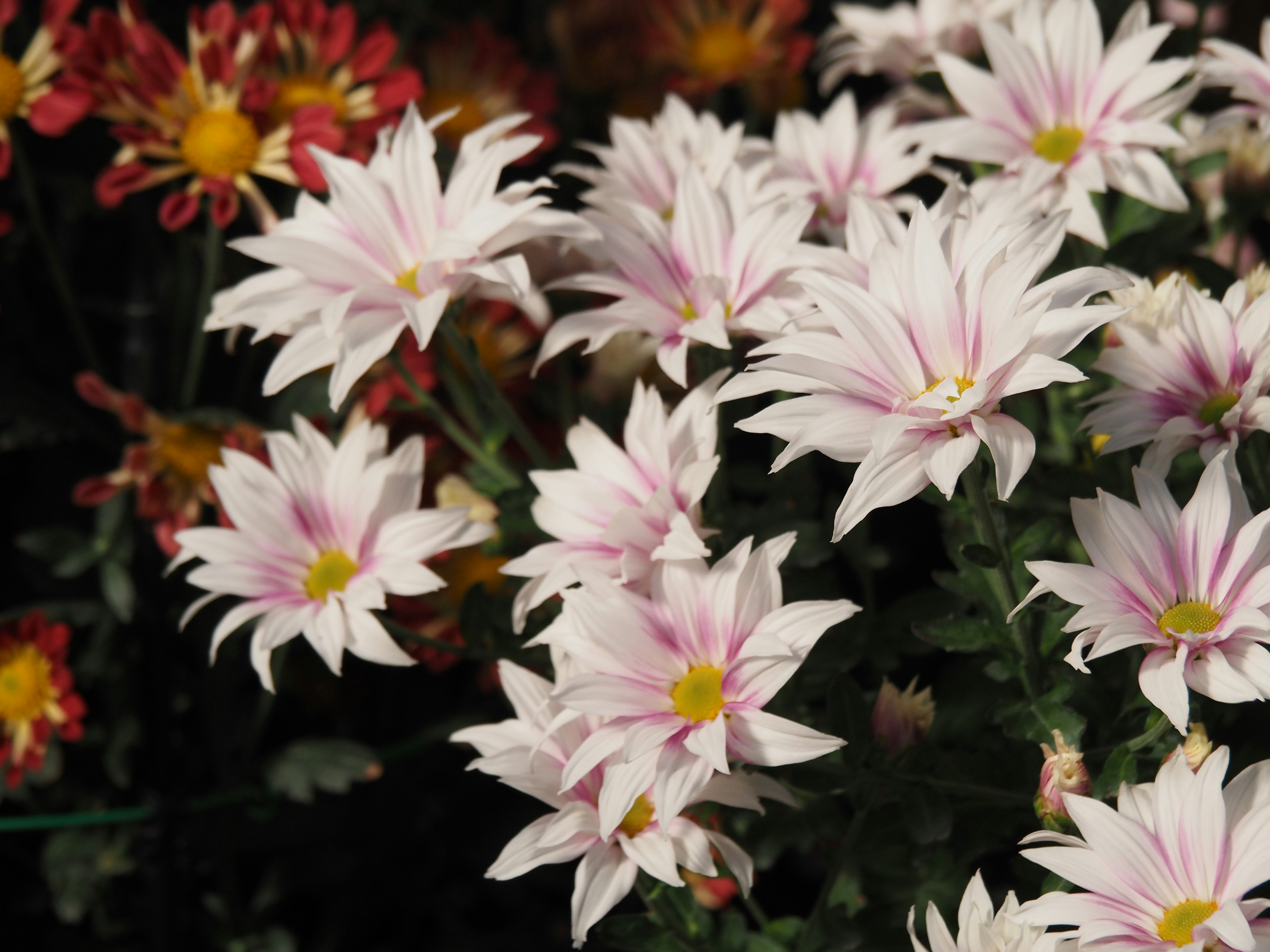 白い花びらにピンクのストライプが入った花のクラスター