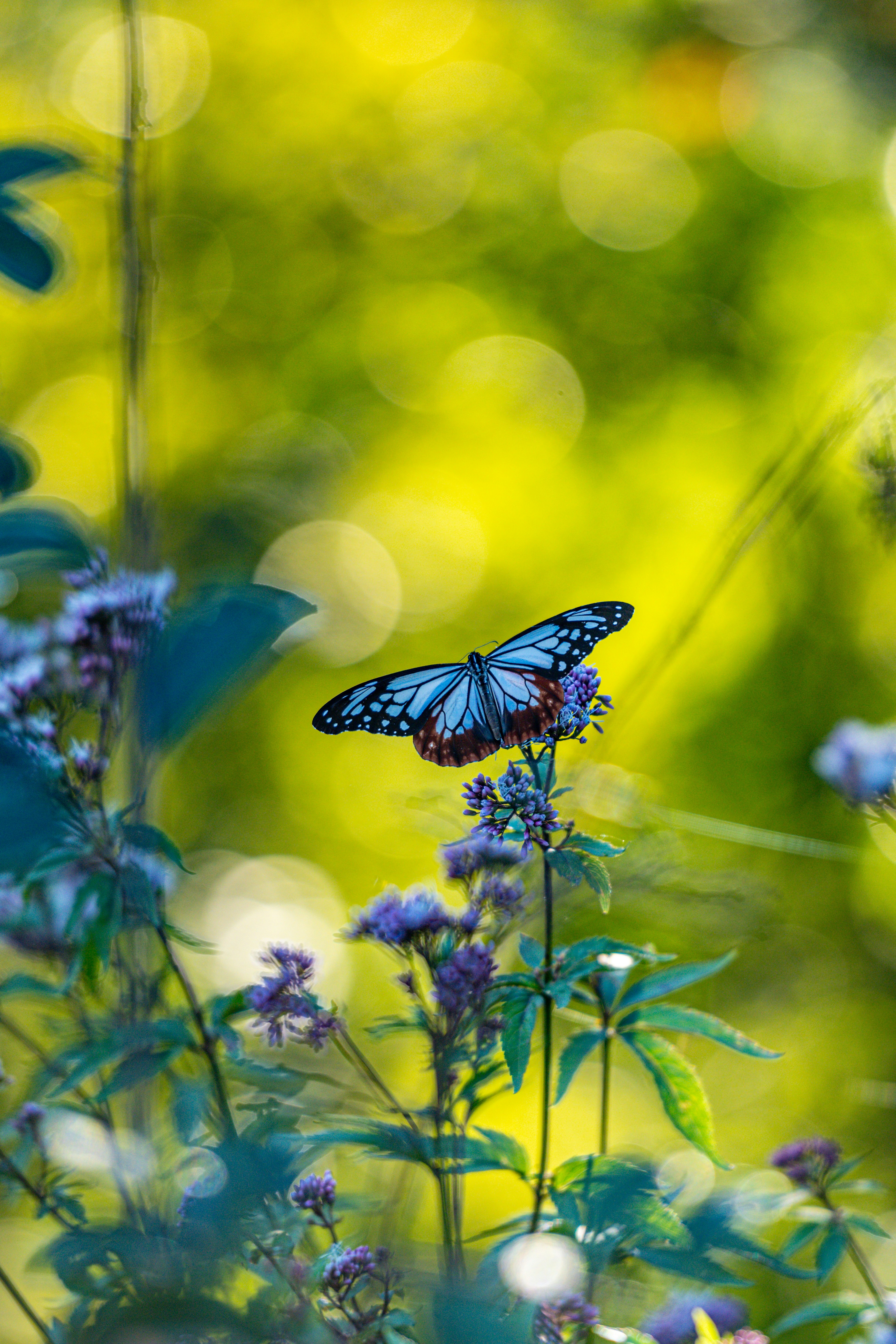 Un papillon bleu posé sur des fleurs avec un arrière-plan vert flou