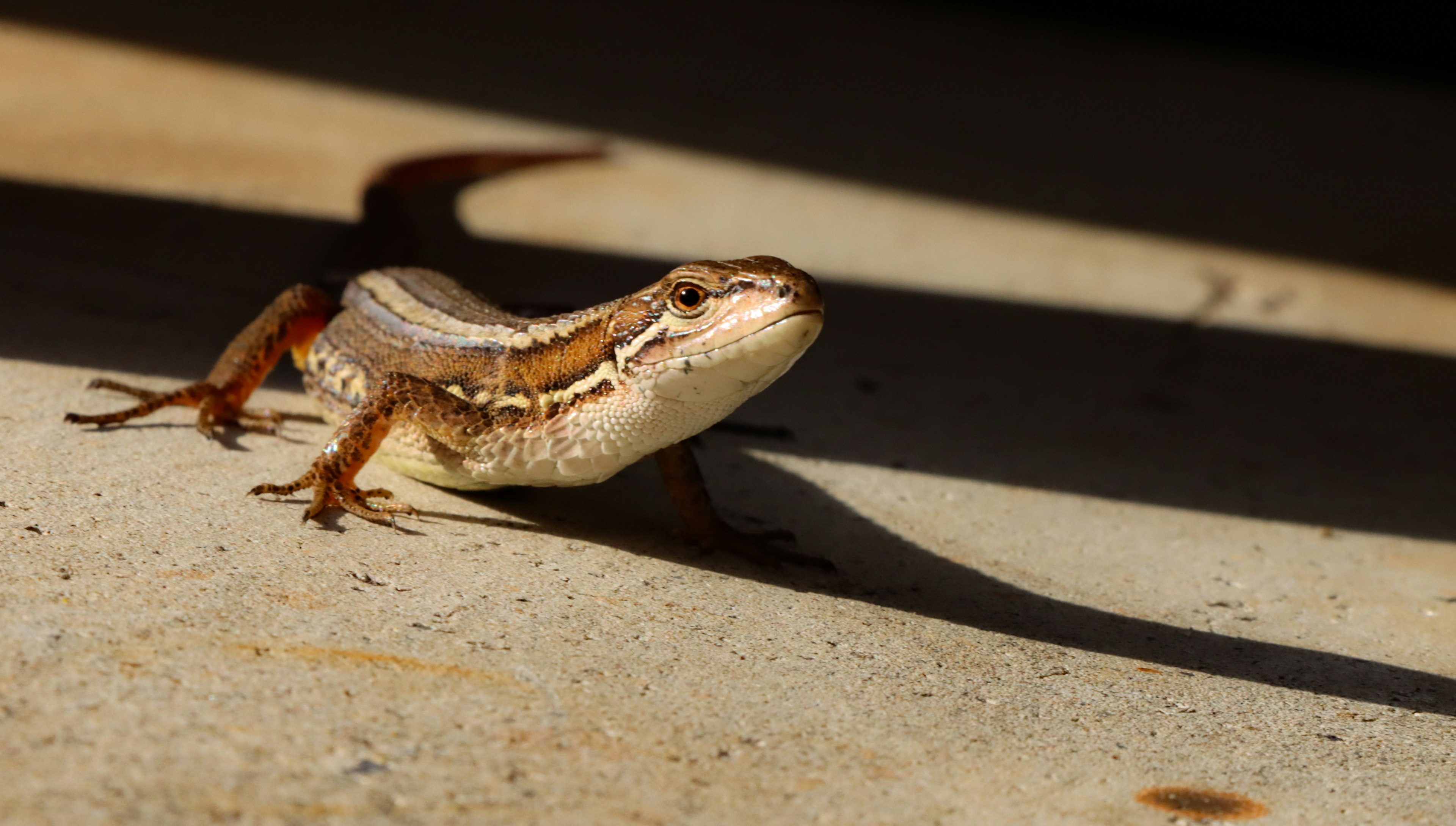 A small lizard is highlighted against a dark background