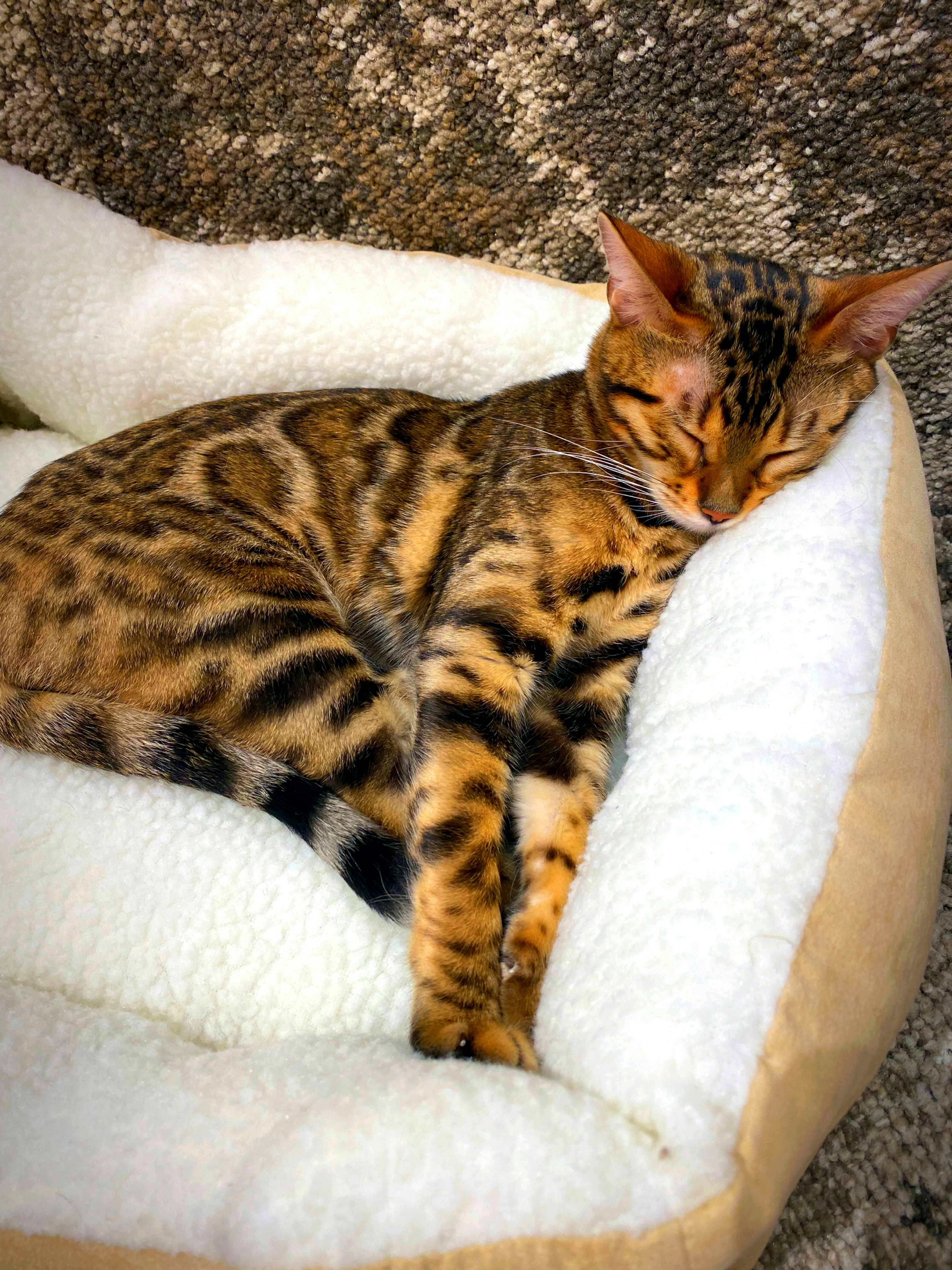 Bengal cat sleeping in a cozy white bed