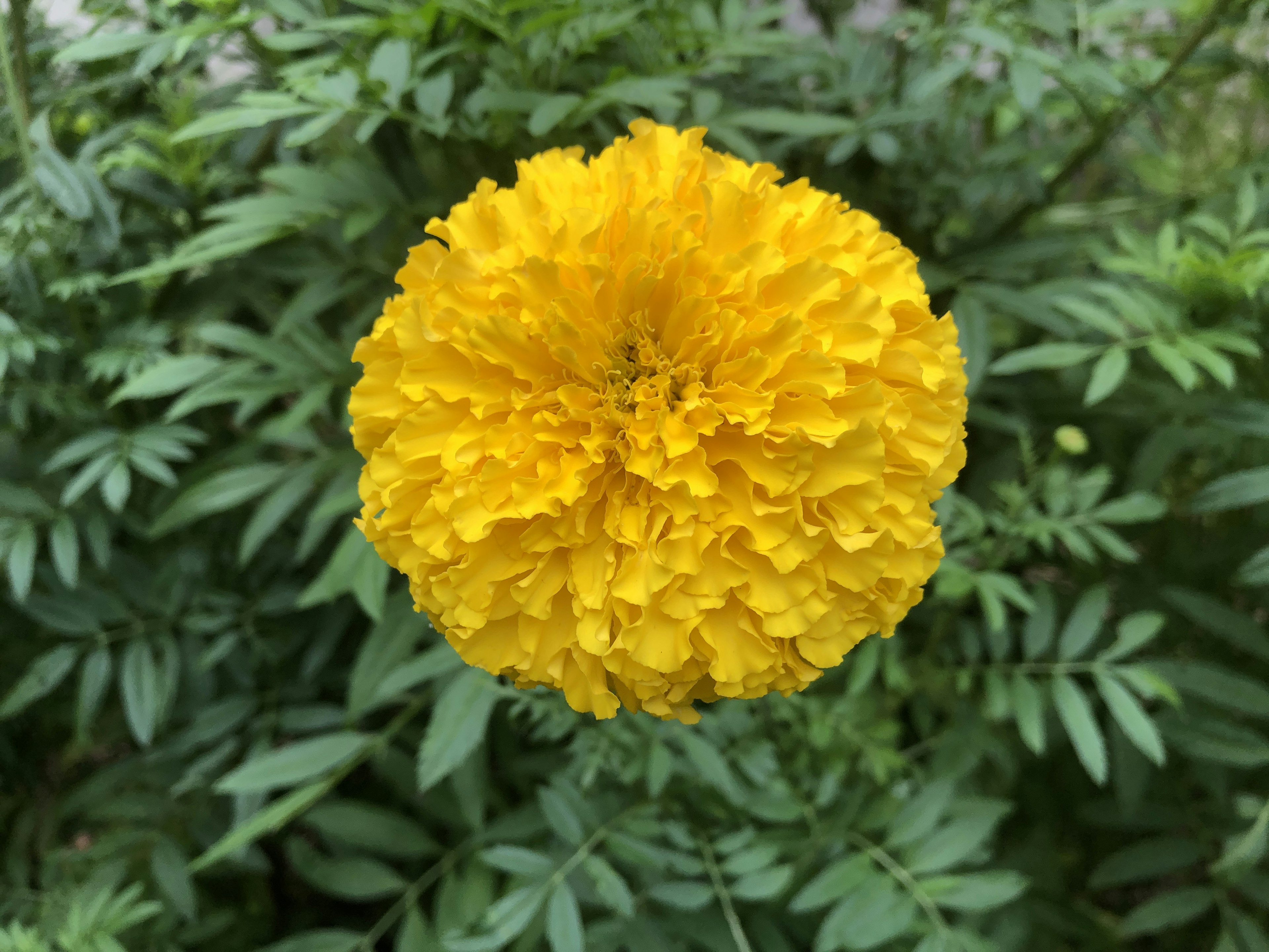 Vibrant yellow marigold flower surrounded by green leaves