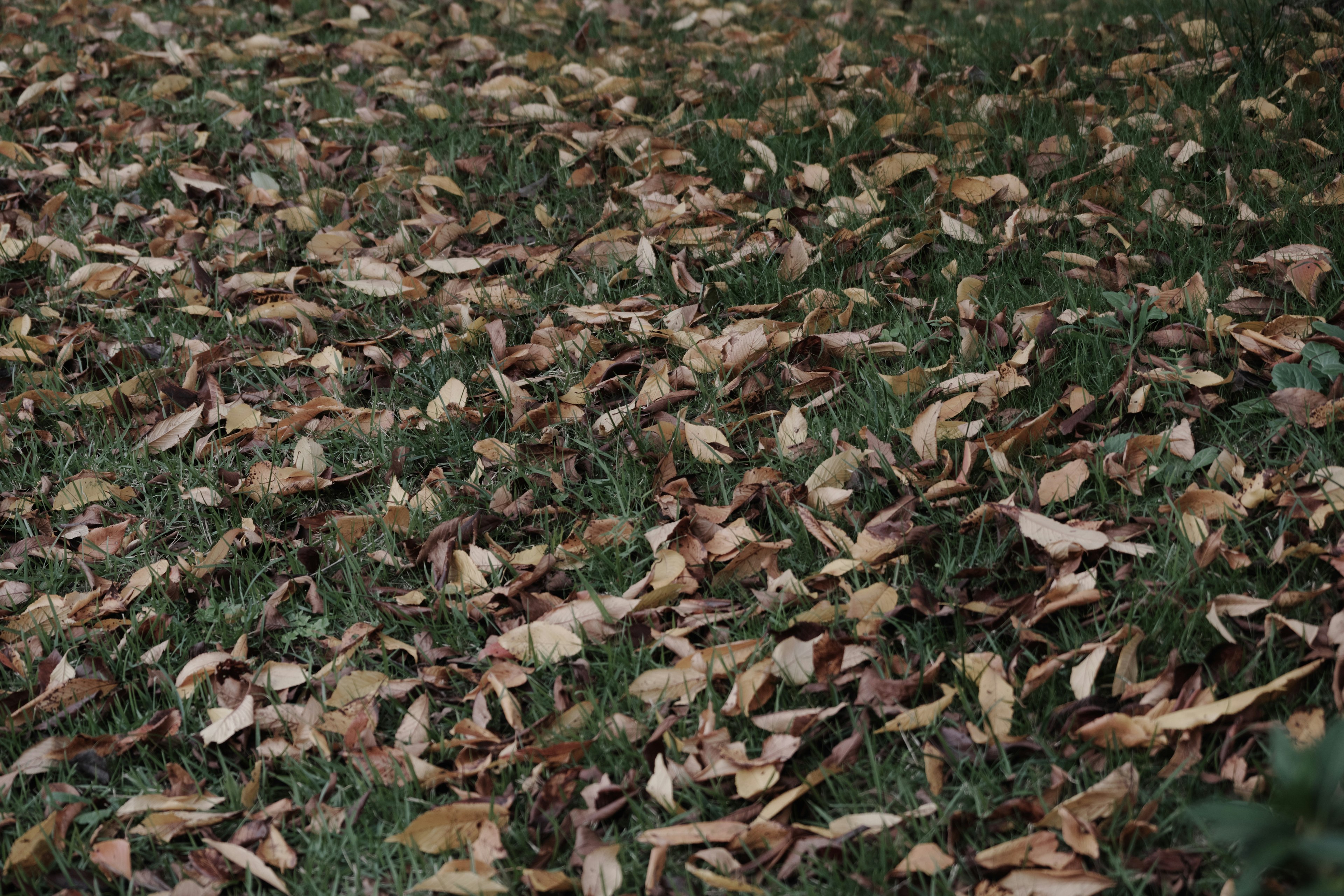 落ち葉が散らばった緑の草地の画像