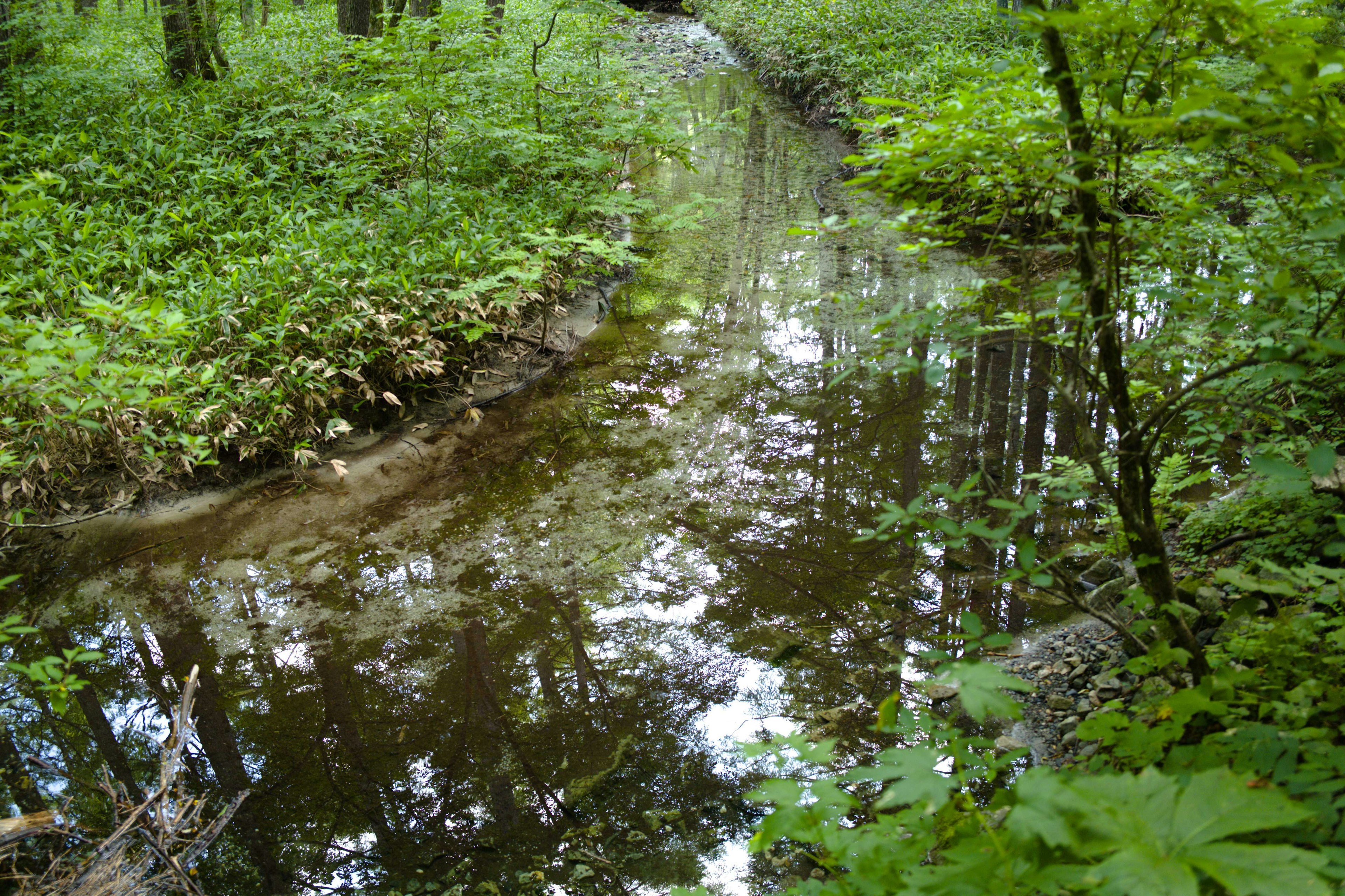 Vista escénica de un arroyo que fluye a través de un bosque frondoso