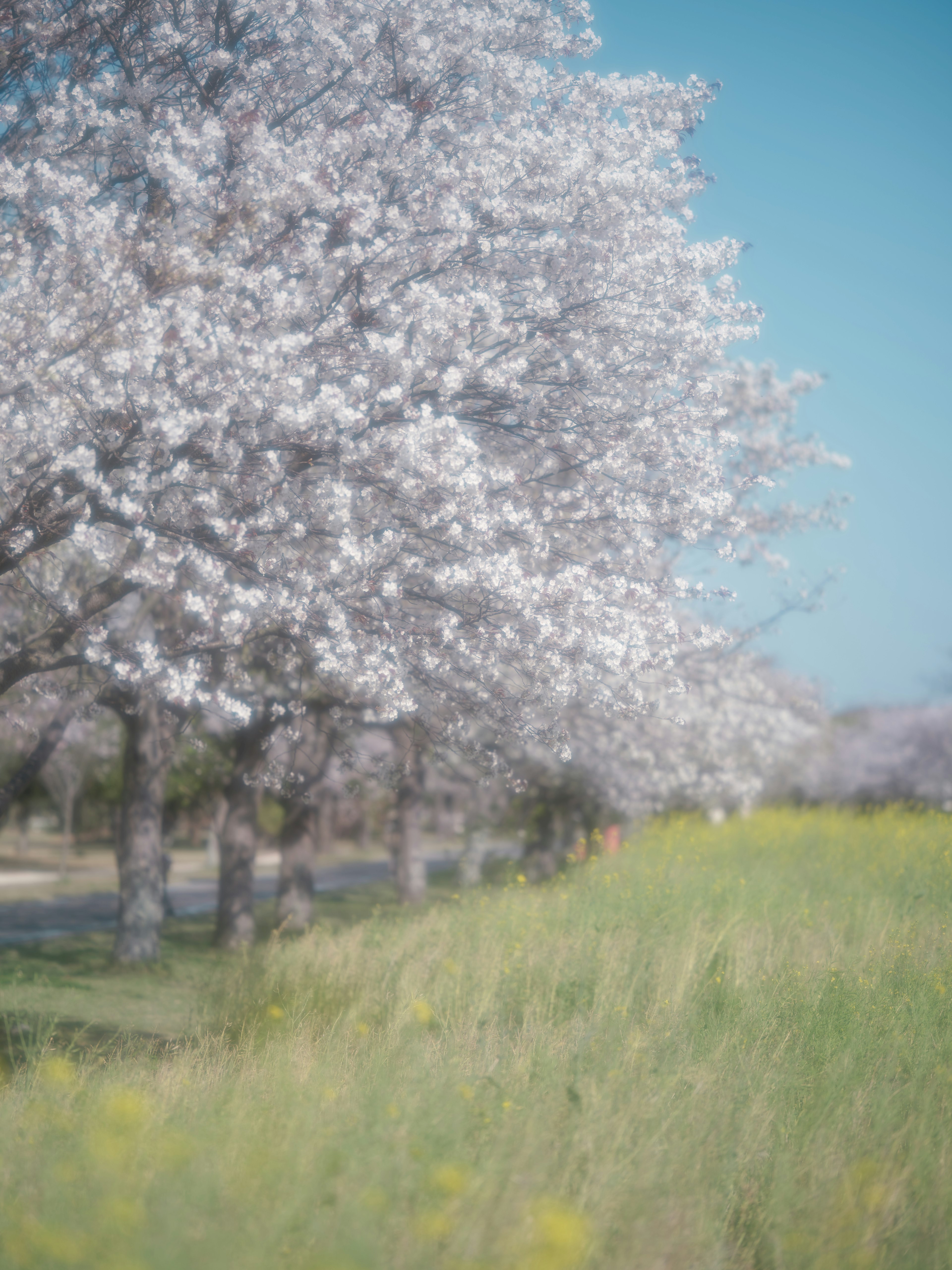 Alberi di ciliegio in fiore con cielo azzurro e campo erboso