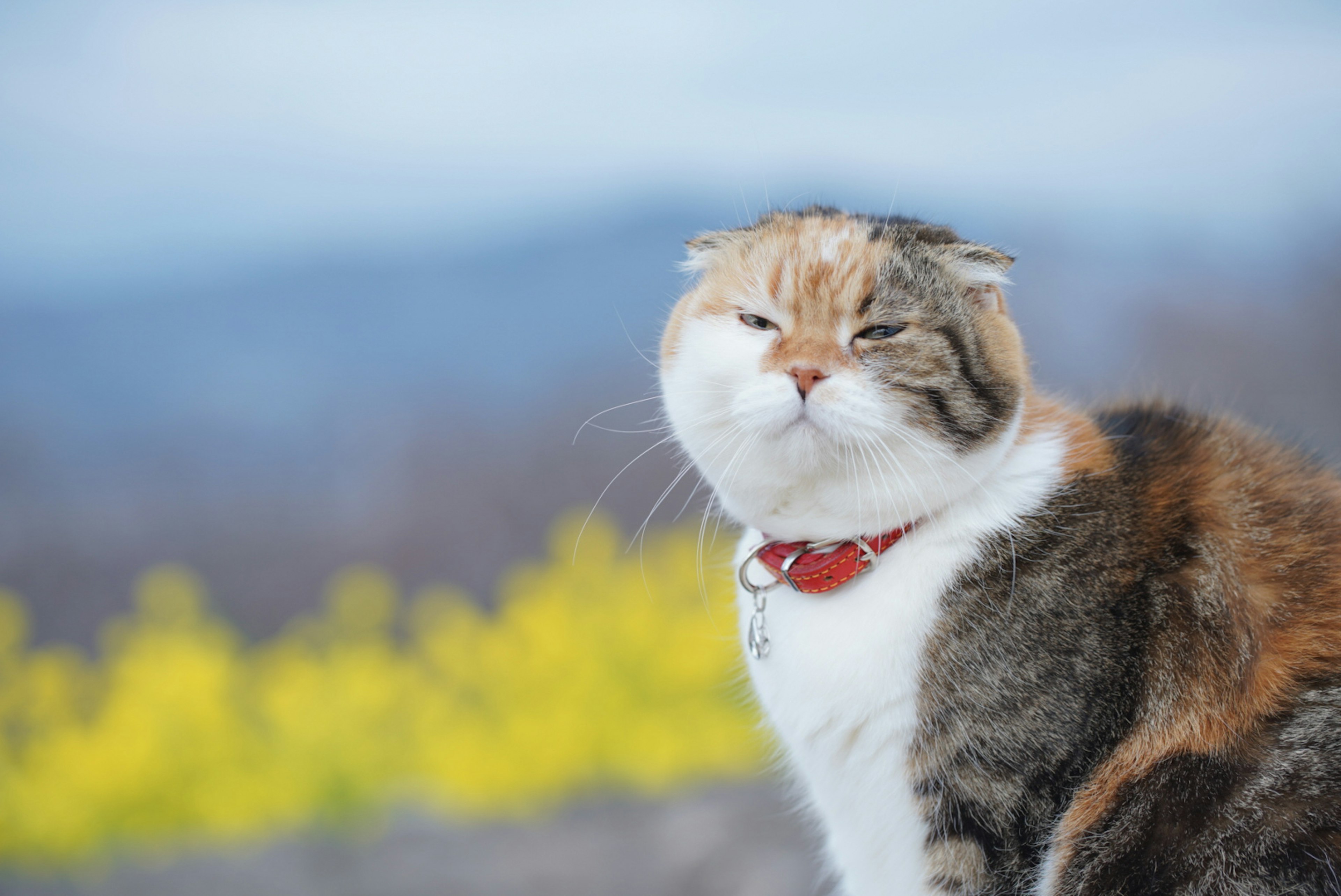 Un gato calico con un collar blanco sonriendo con flores amarillas de fondo