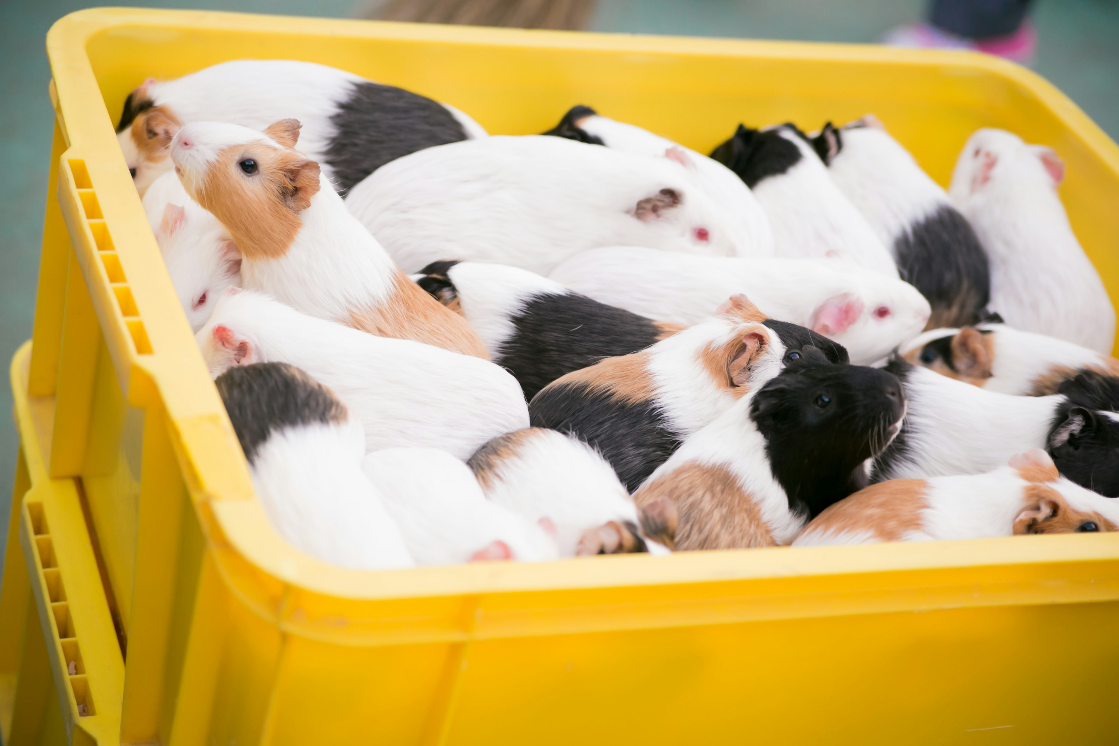 A large group of guinea pigs resting in a yellow container