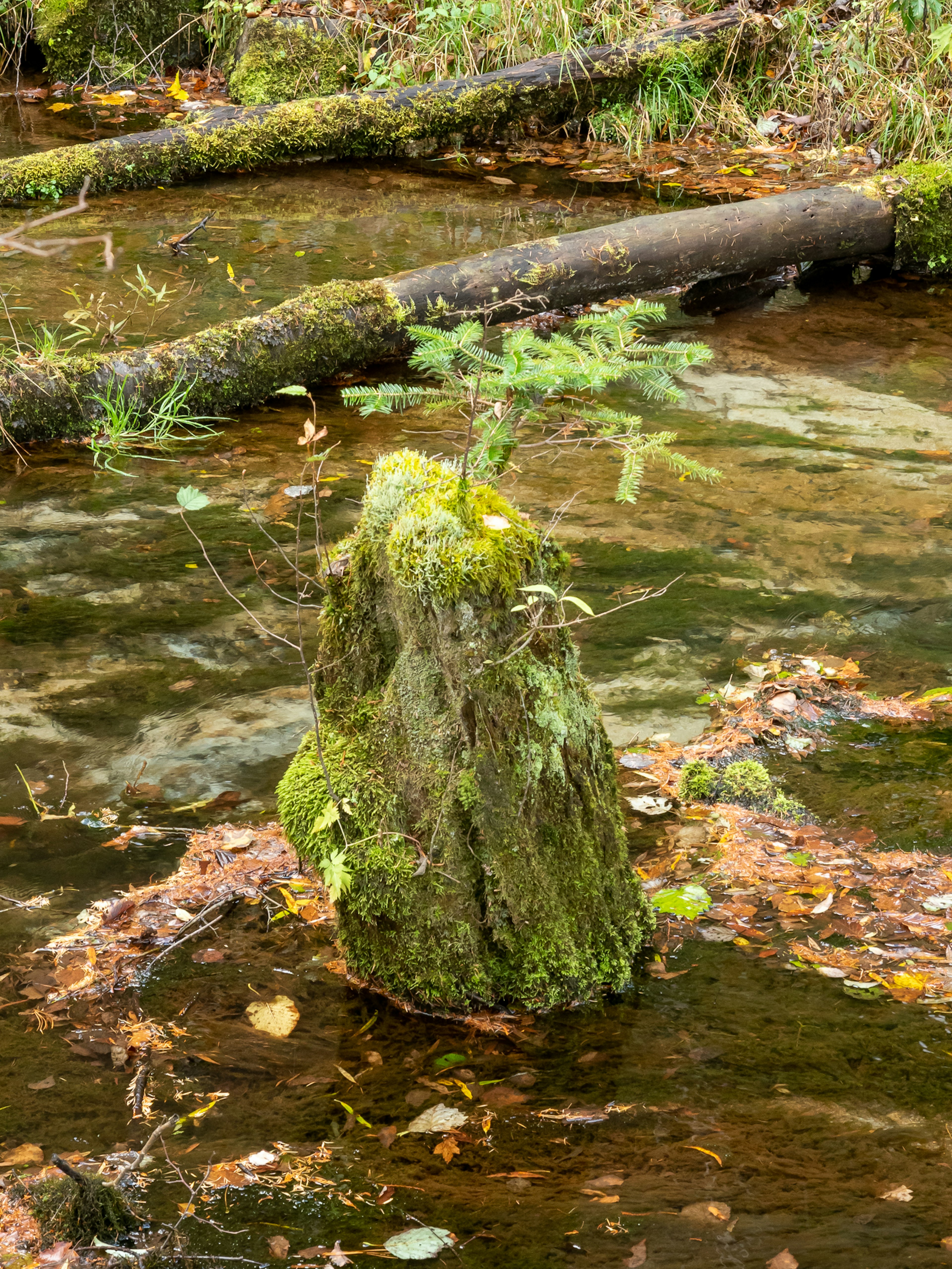 Roca cubierta de musgo en el agua con un pequeño árbol creciendo encima