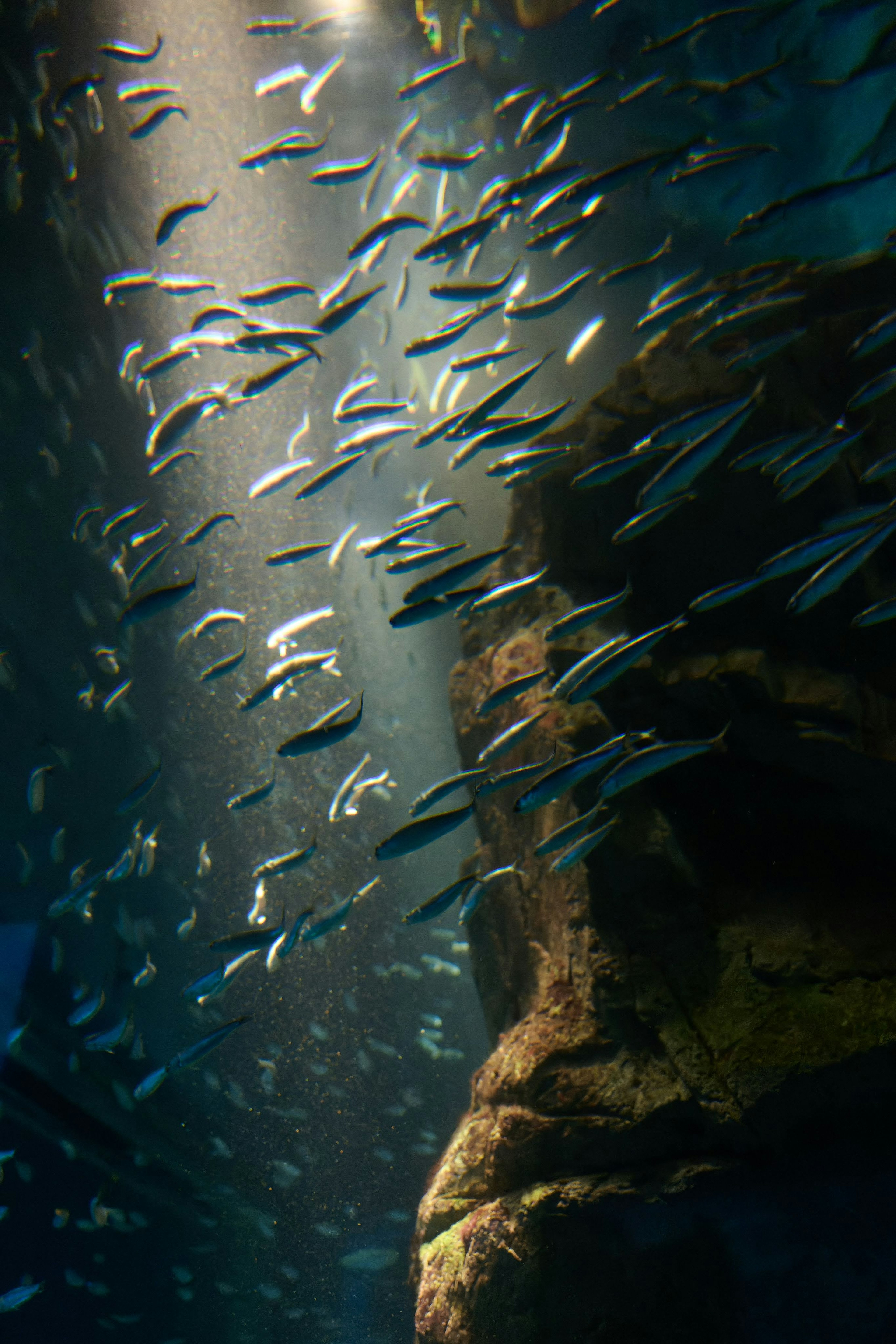 水中で泳ぐ小魚と岩の近くの光のビーム