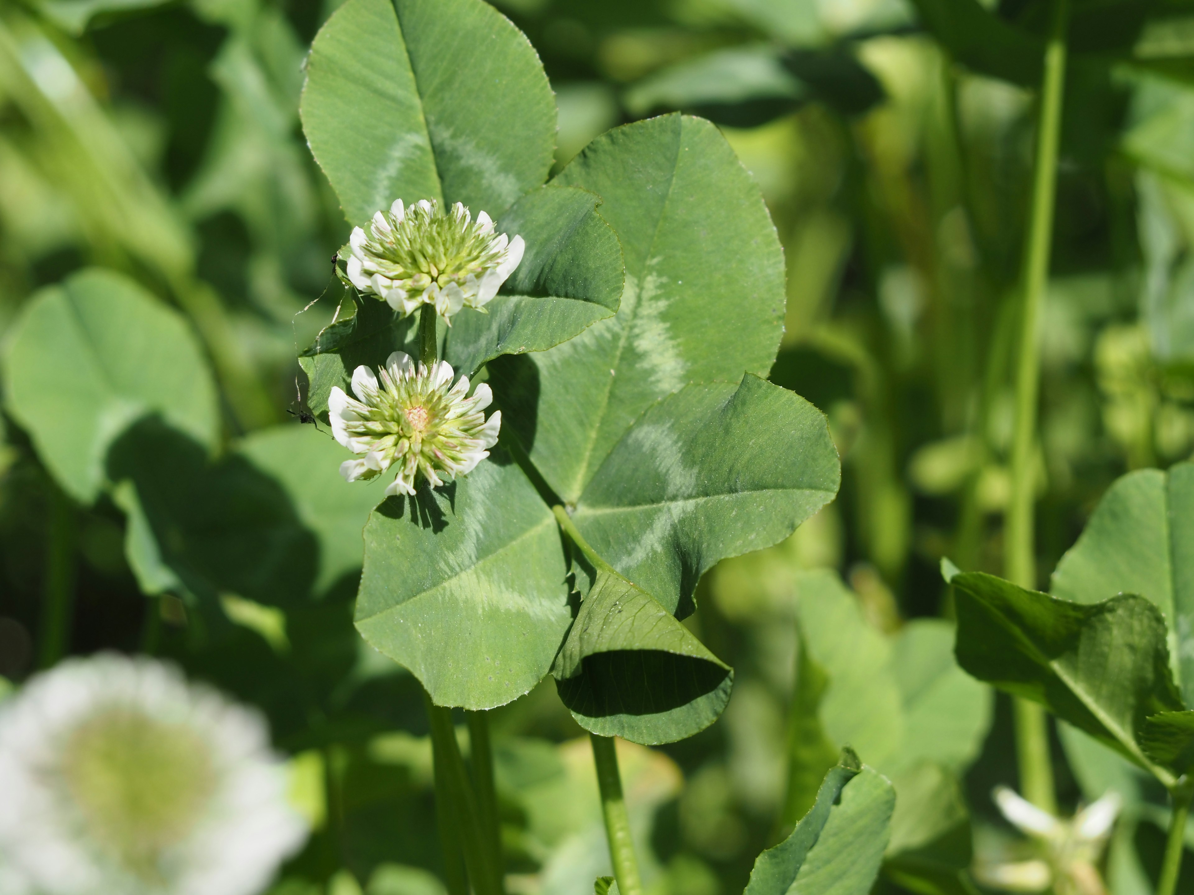 Clover plant with white flowers and green leaves