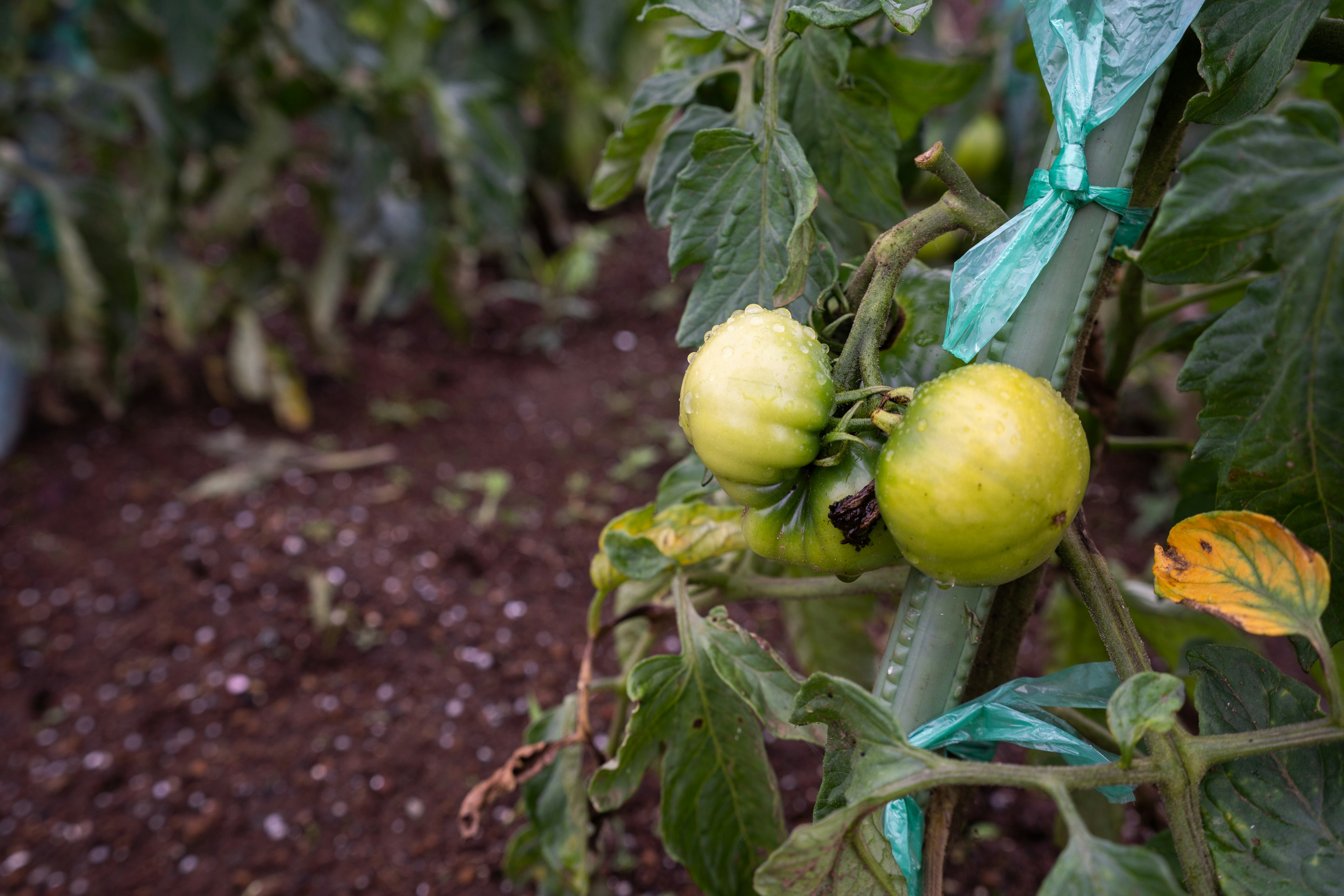 Tomates vertes en croissance dans un cadre agricole