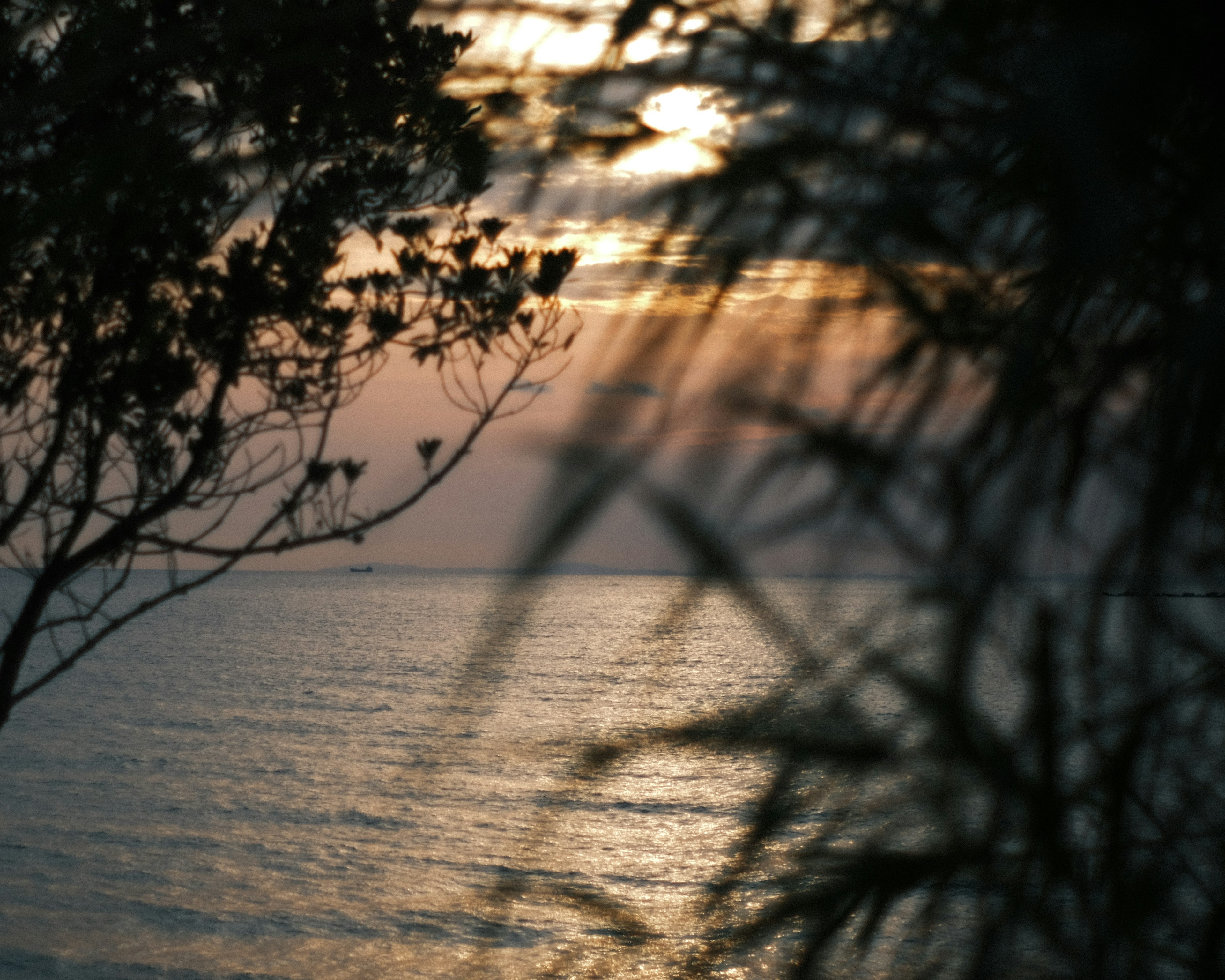 Silhouette de plantas en un paisaje marino tranquilo