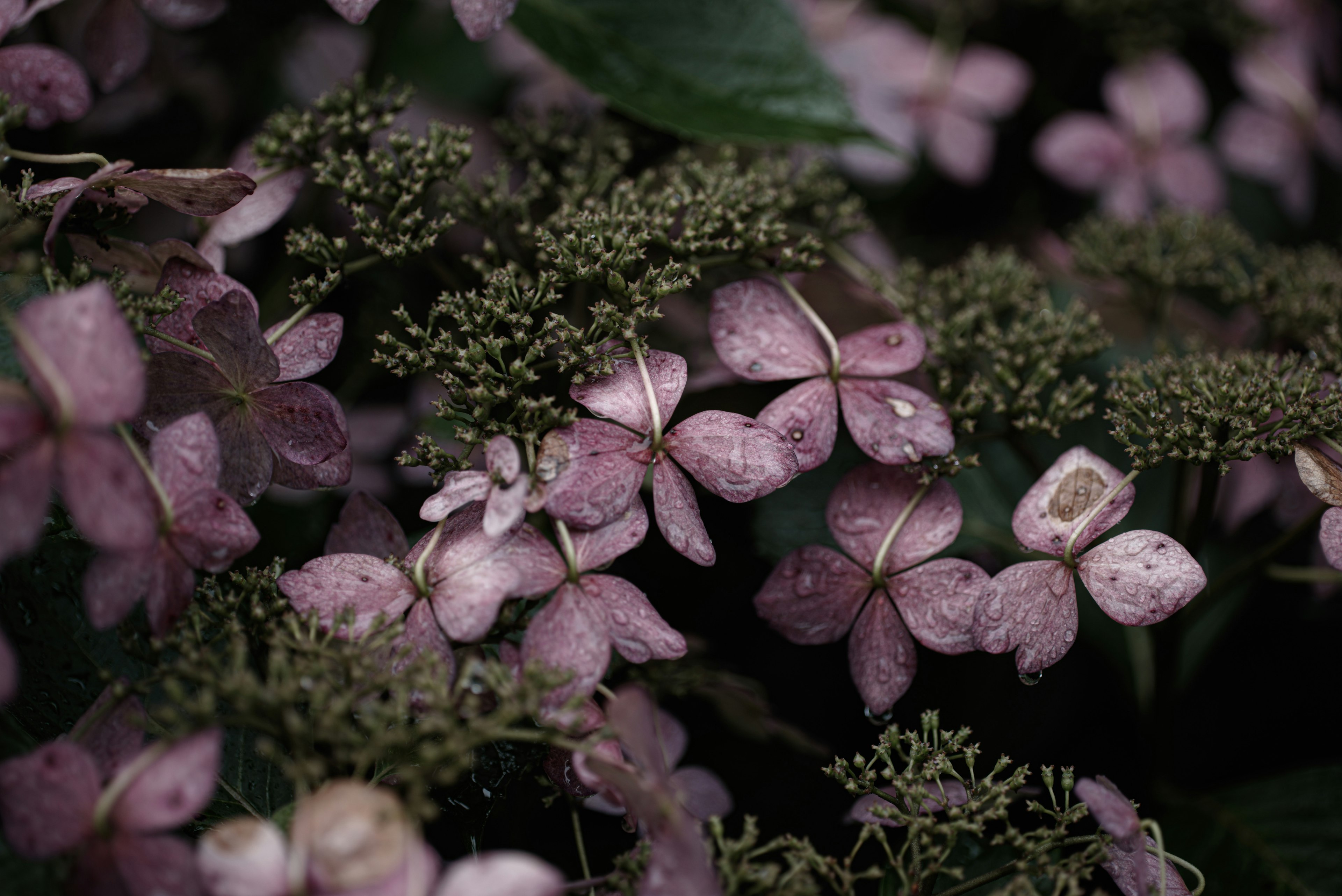 紫色の花びらと緑の葉が混ざった植物のクローズアップ