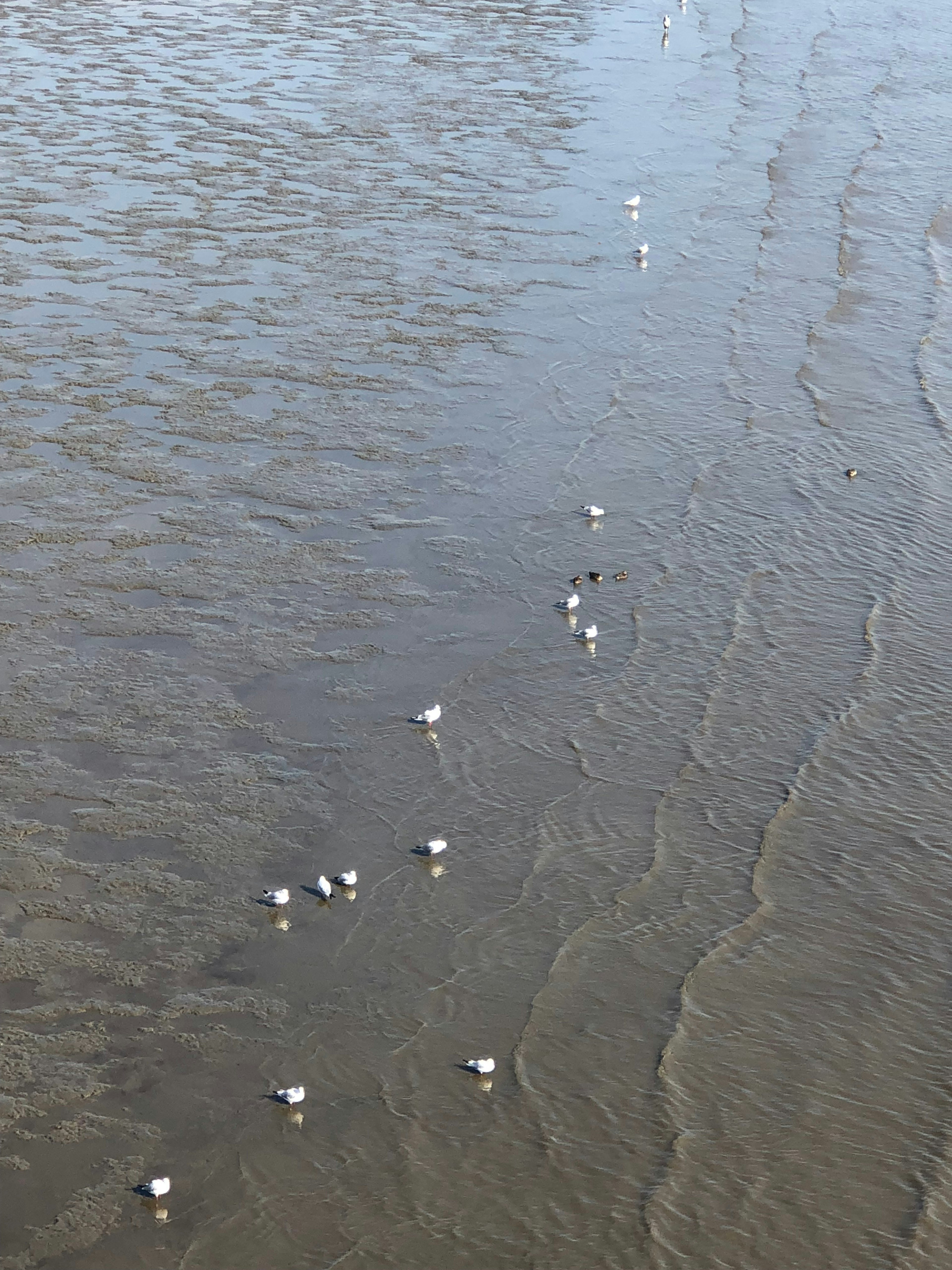 水面に浮かぶ白い水鳥たちの群れ